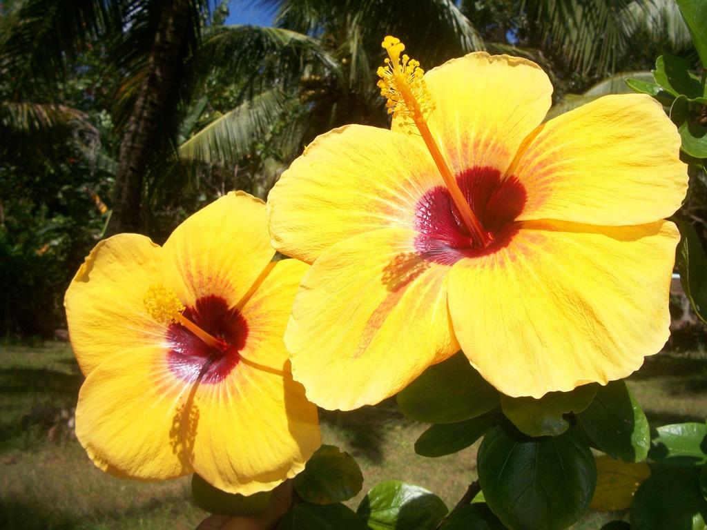 Toris Backpackers Paradise