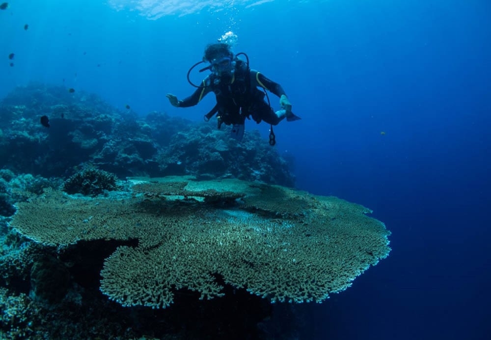 Sogod Bay Scuba Resort