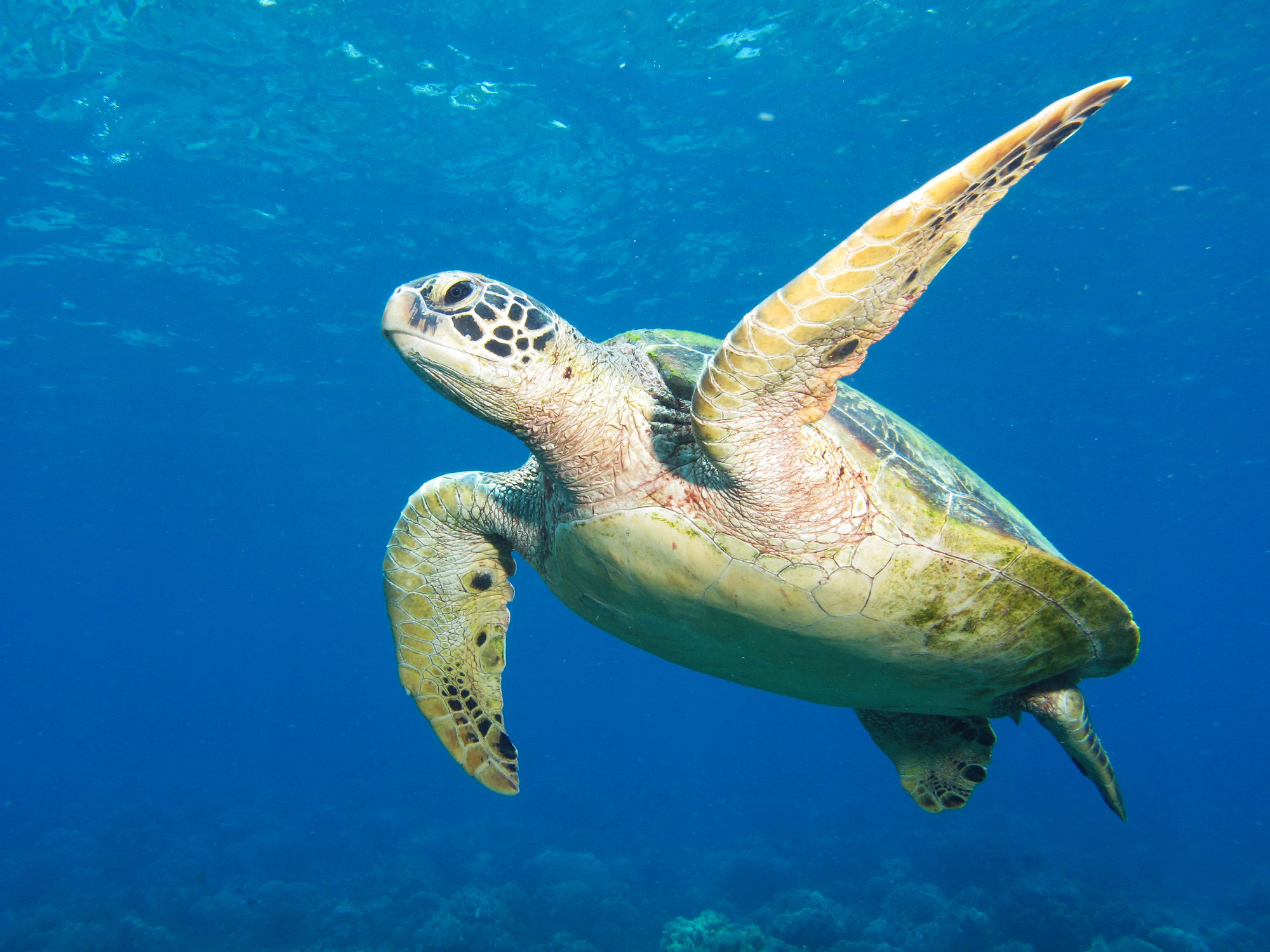 Acqua Dive