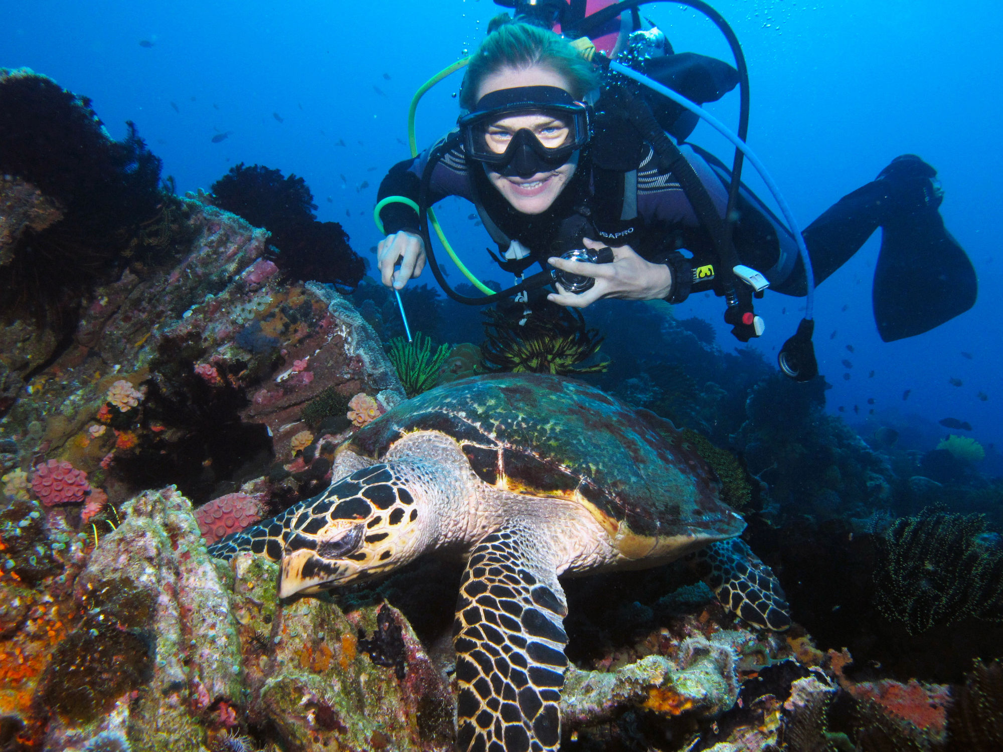 Acqua Dive