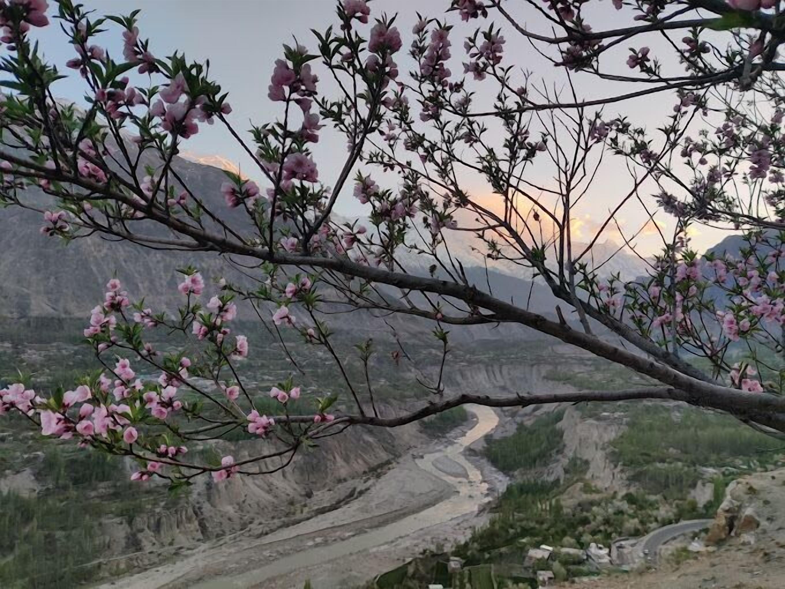 Sakura Lodges Hunza