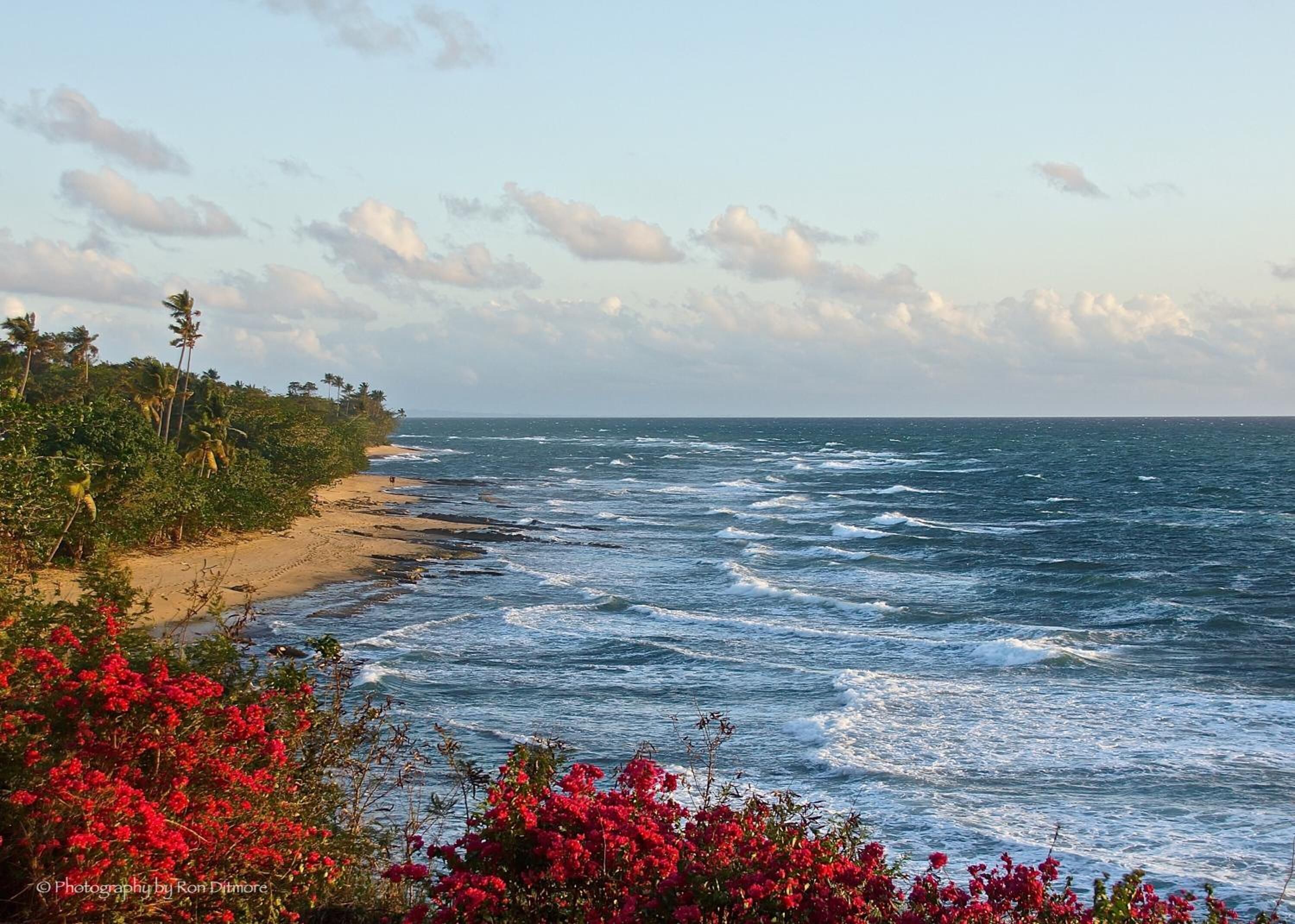 Wave Coast