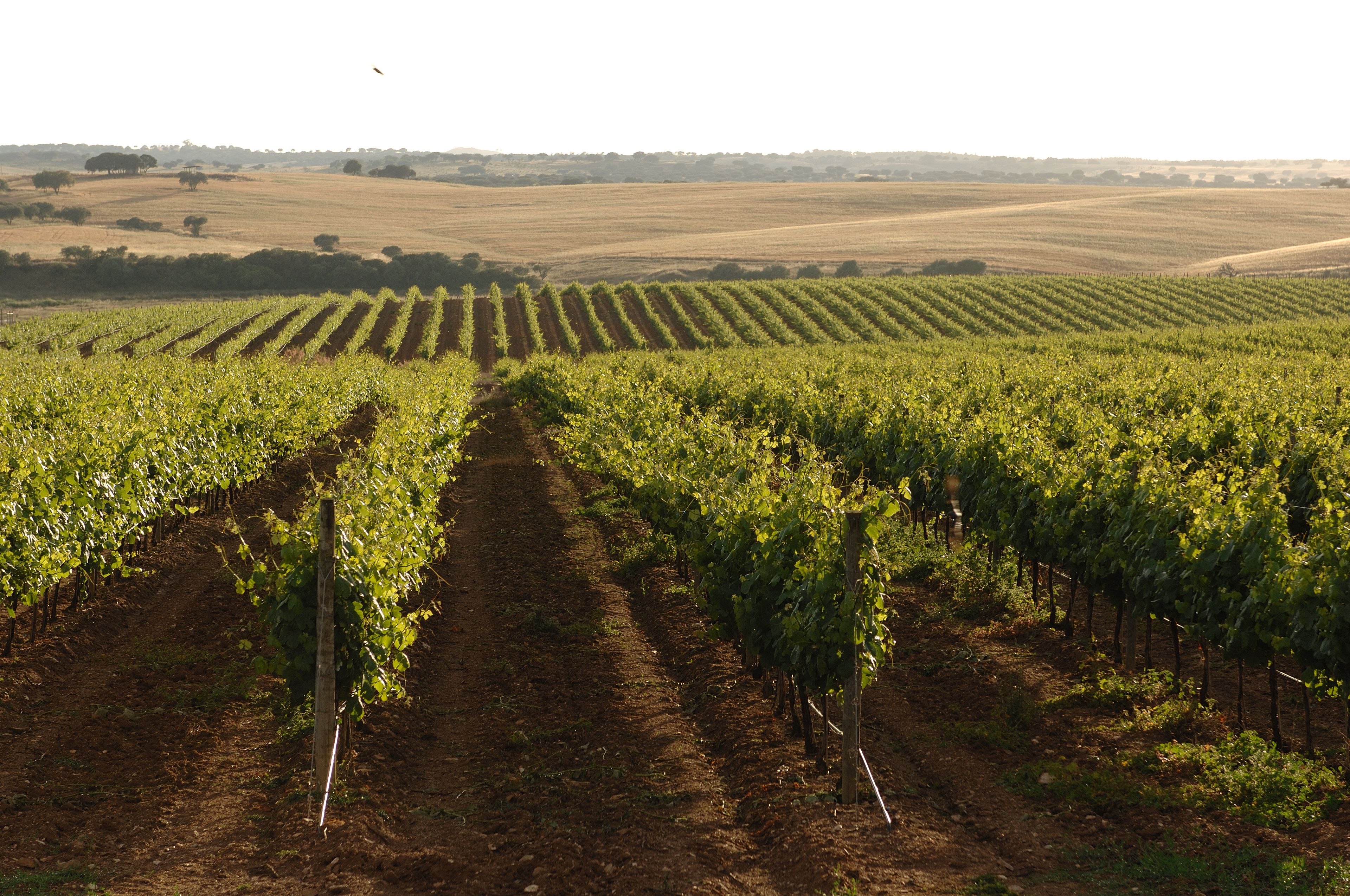 Hotel Rural Vila Gale Alentejo Vineyards