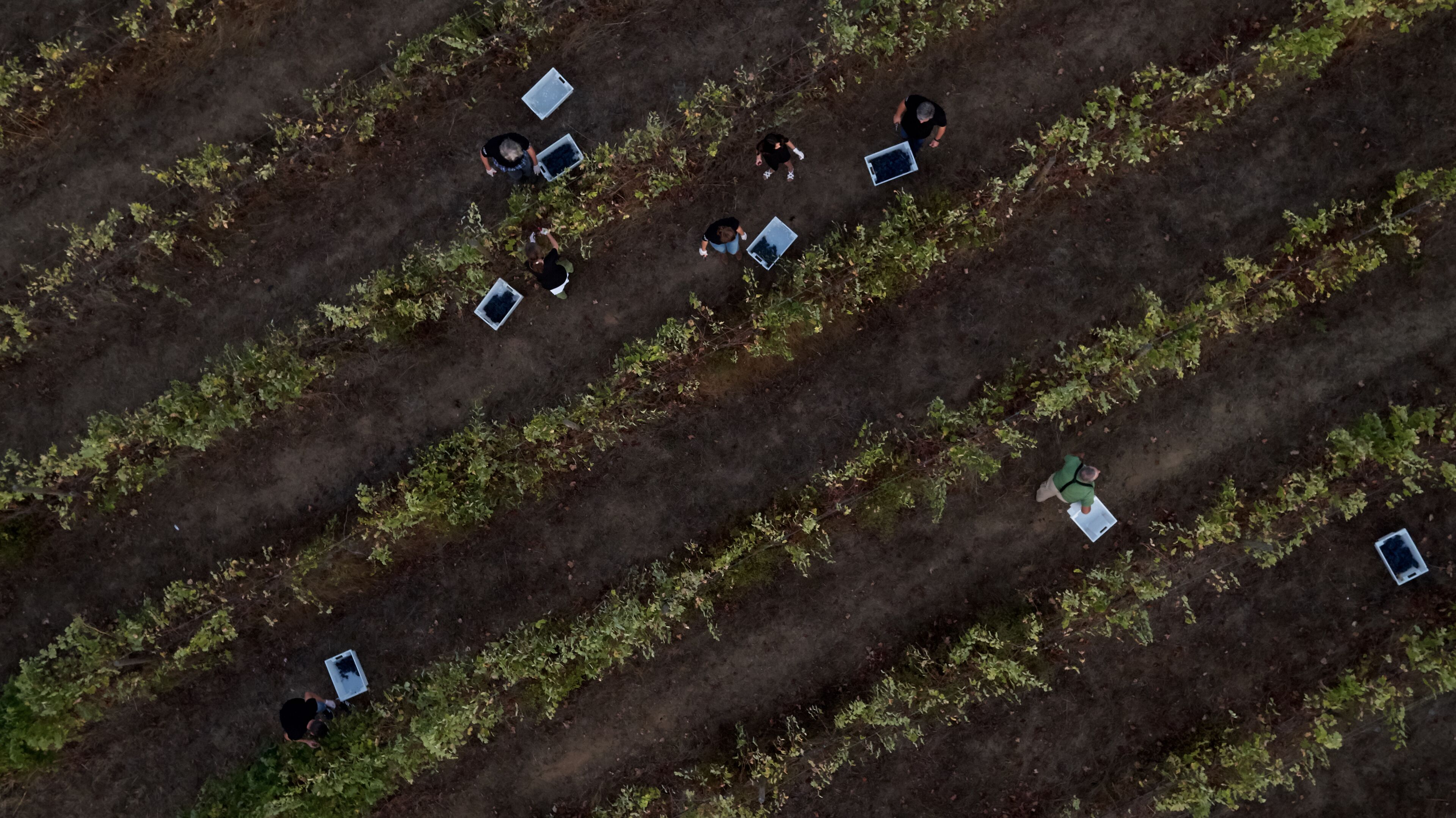 L'and Vineyards
