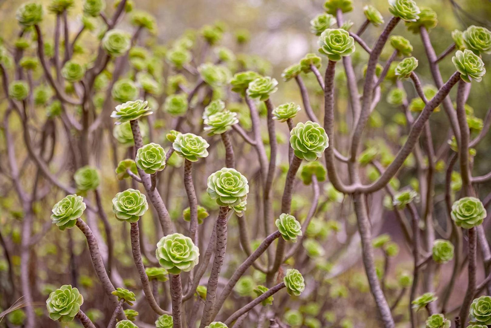 Octant Hotels Santiago