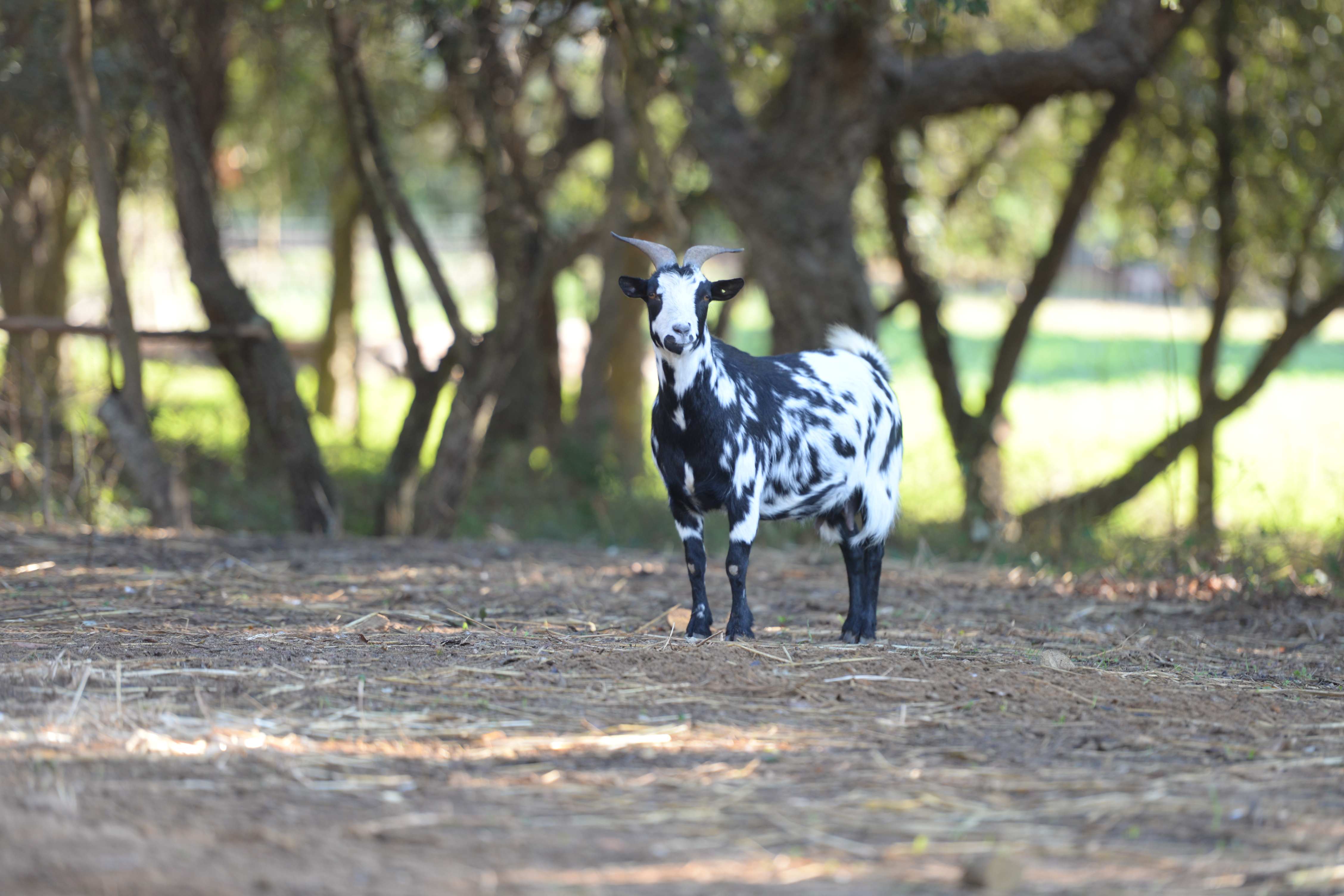 Quinta da Samoqueirinha