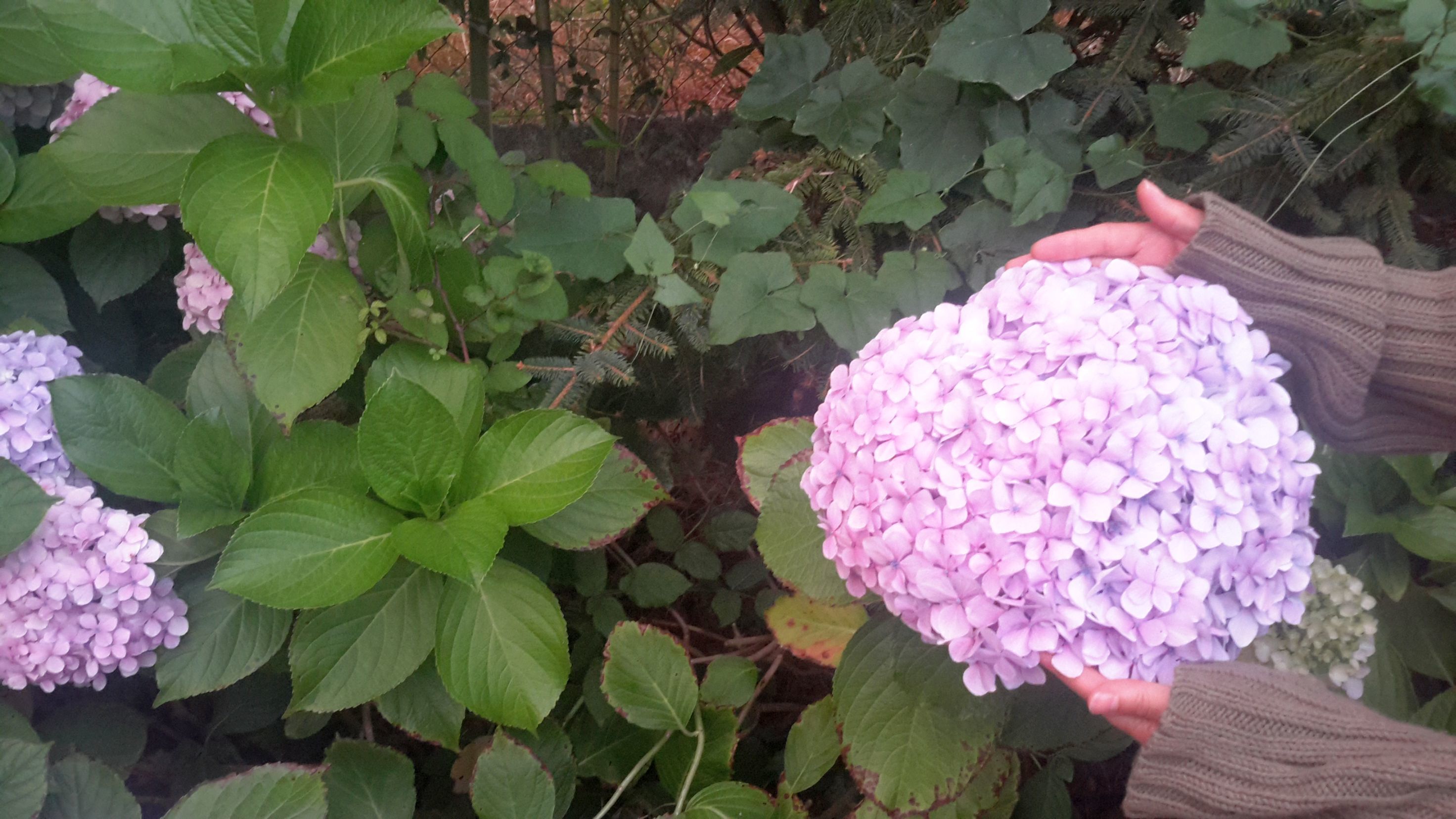 Casa das Tres Aguias