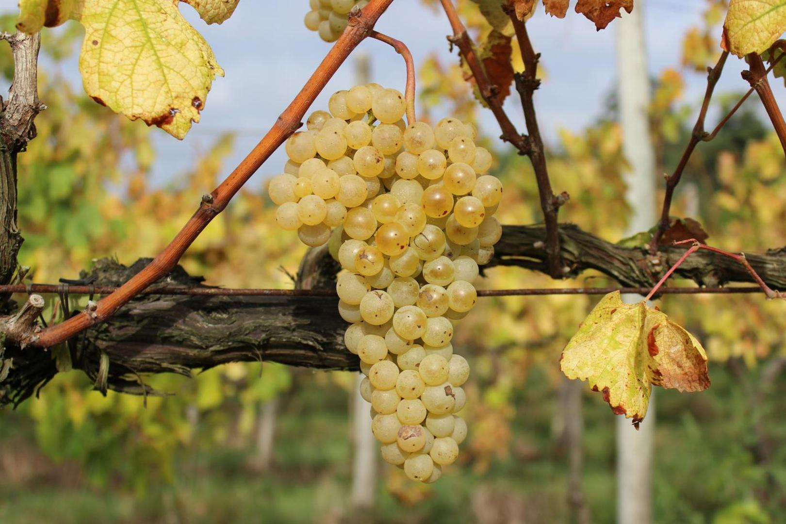 Casa do Monte de Roques