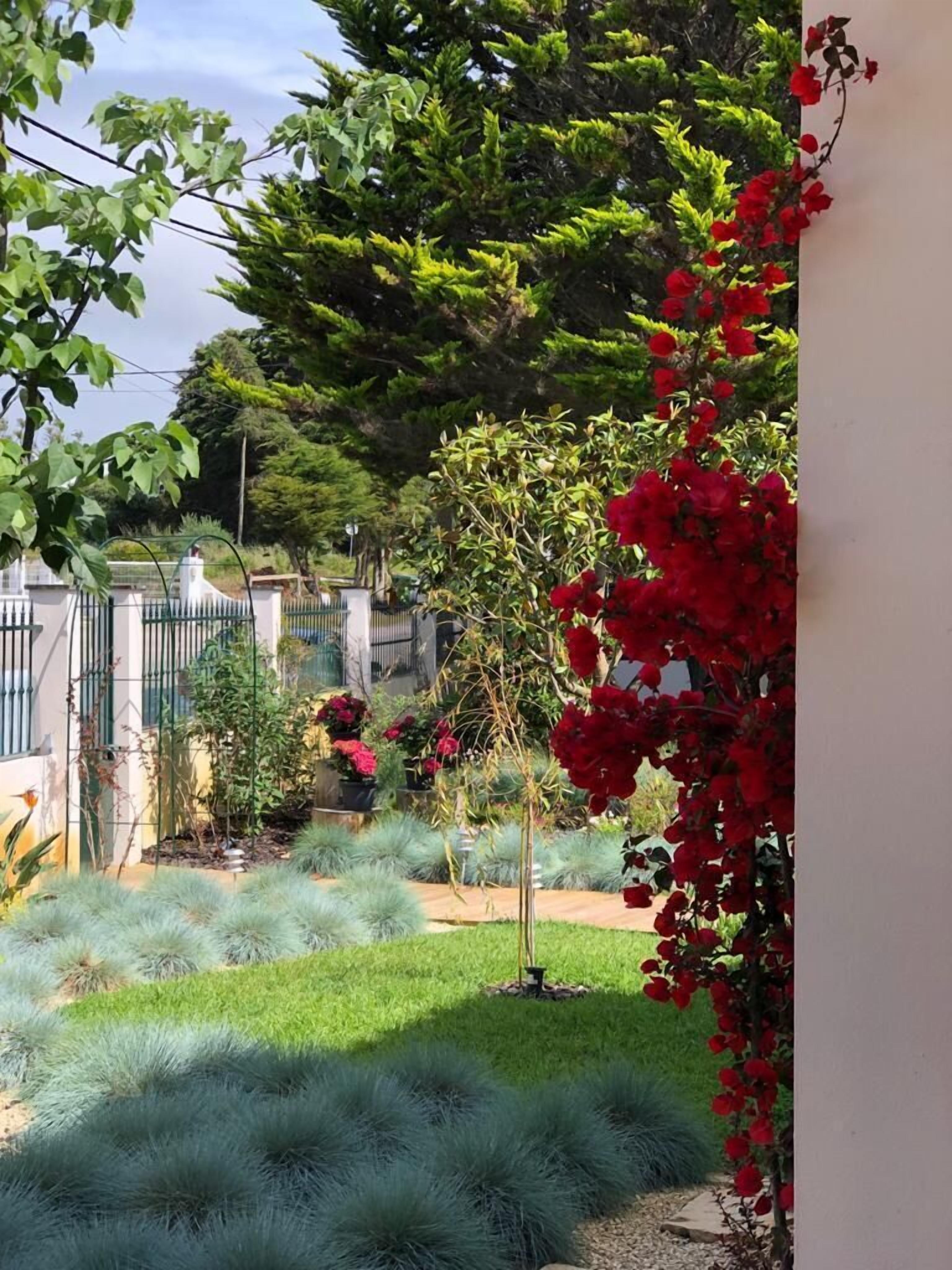 Buganvilia Do Meco