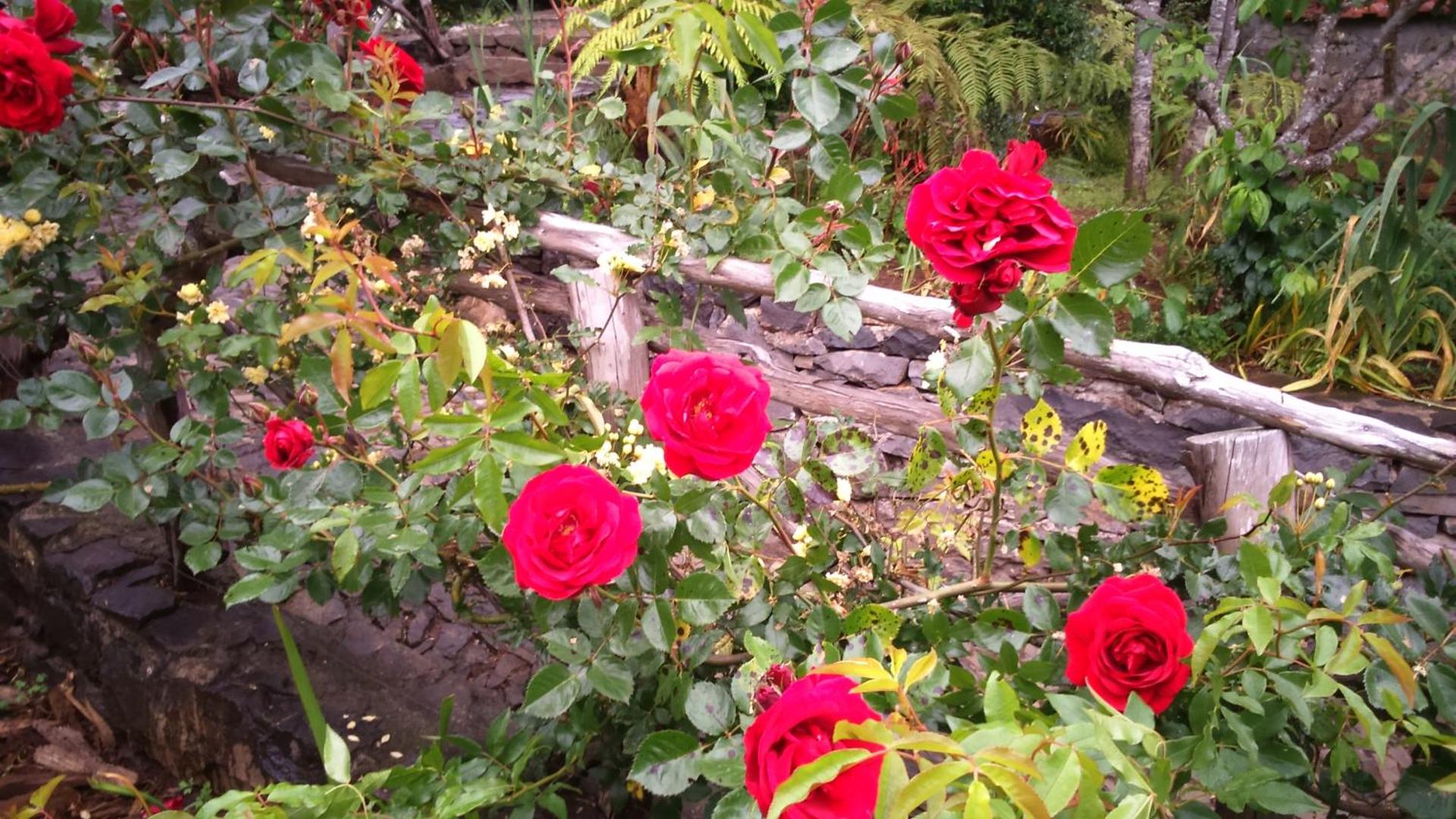 Rural House Casa Rosa