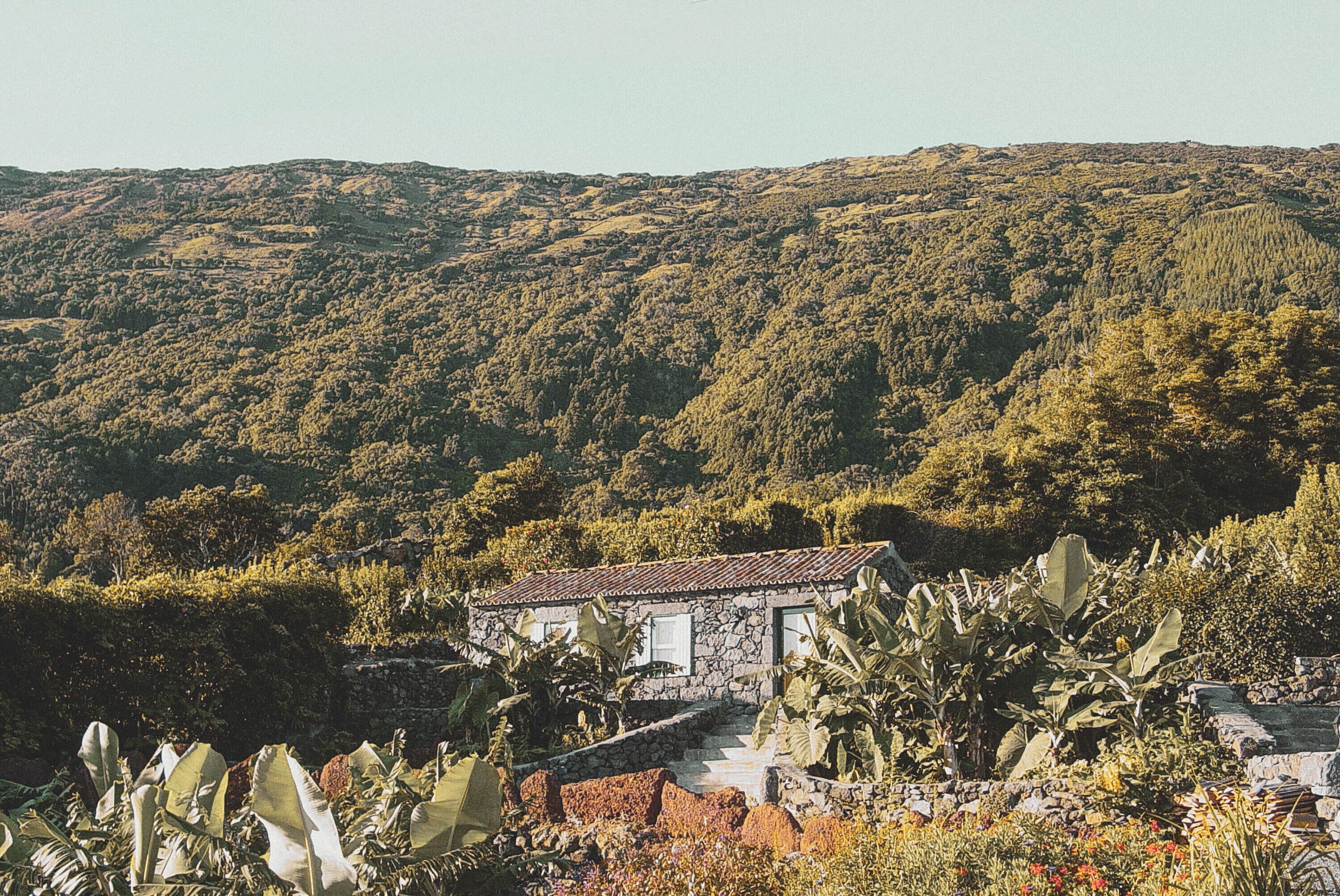 Adegas do Pico