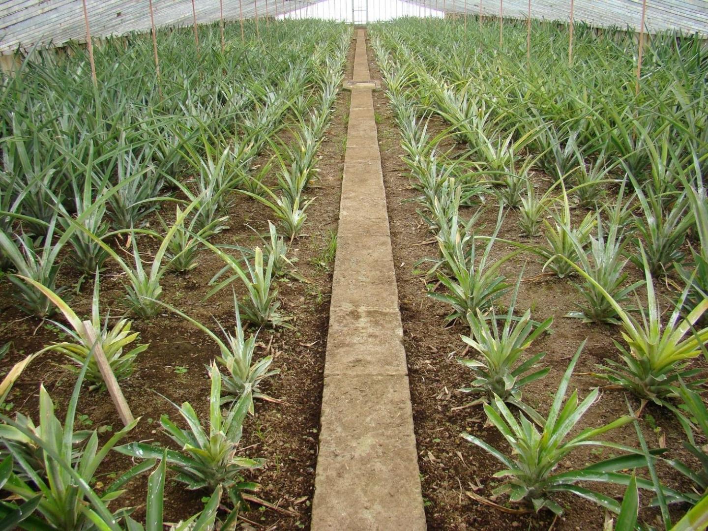 QVA - Quinta Velha das Amoreiras