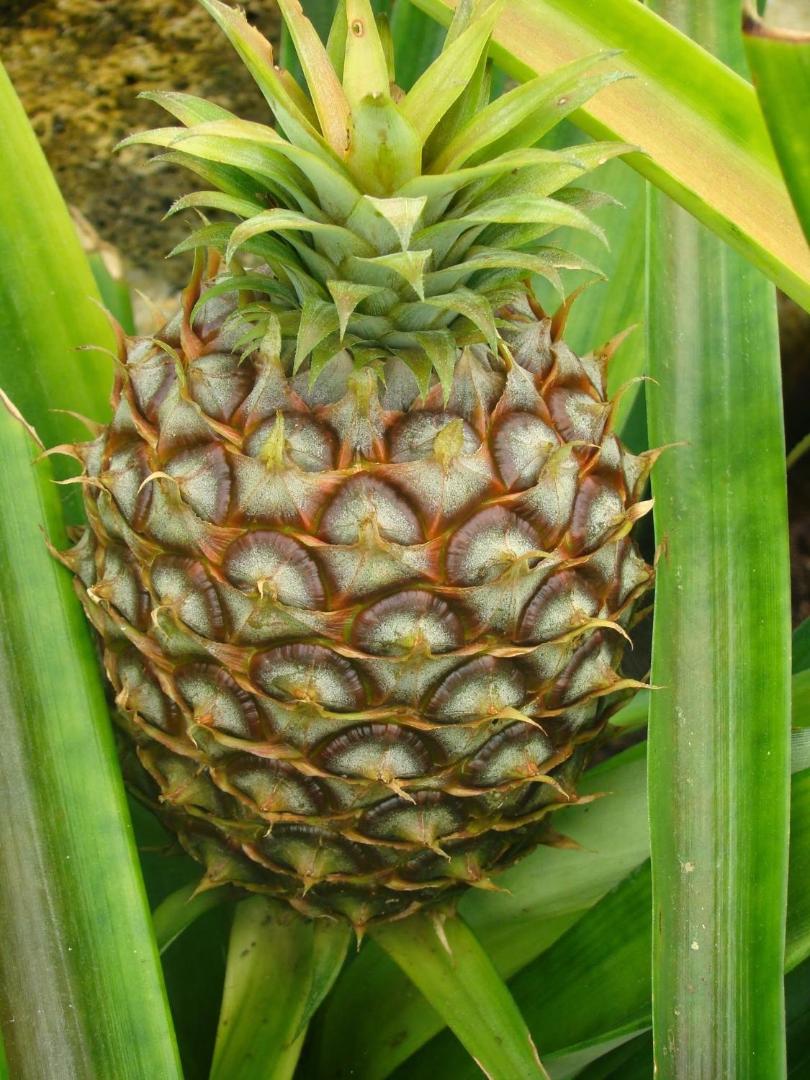 QVA - Quinta Velha das Amoreiras