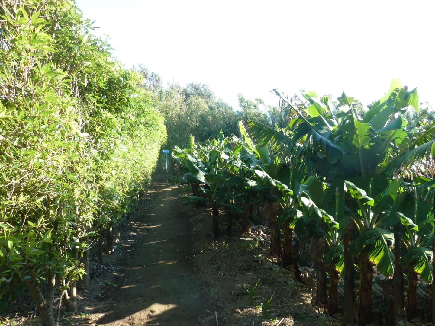 QVA - Quinta Velha das Amoreiras