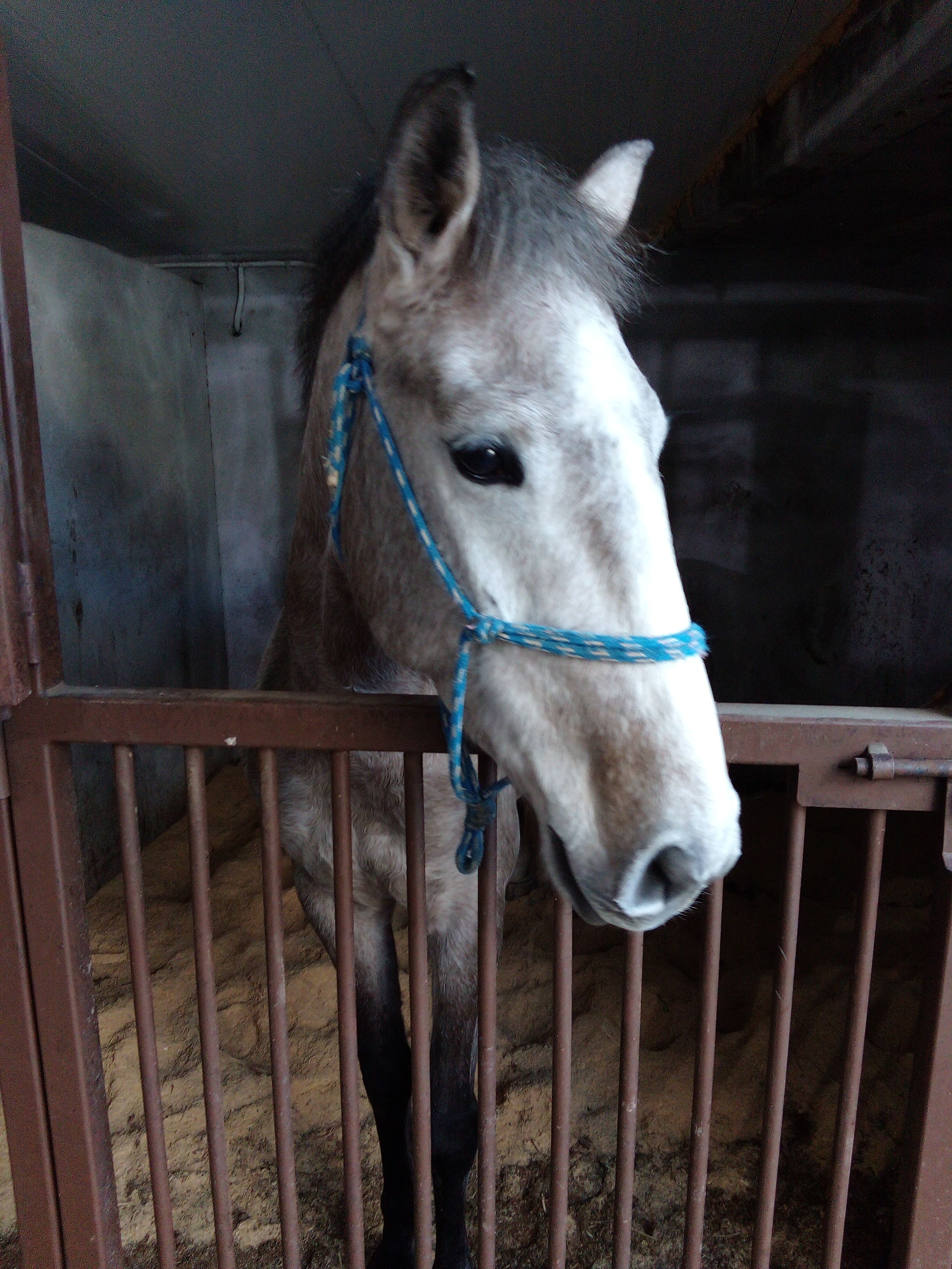 Coudelaria Residence