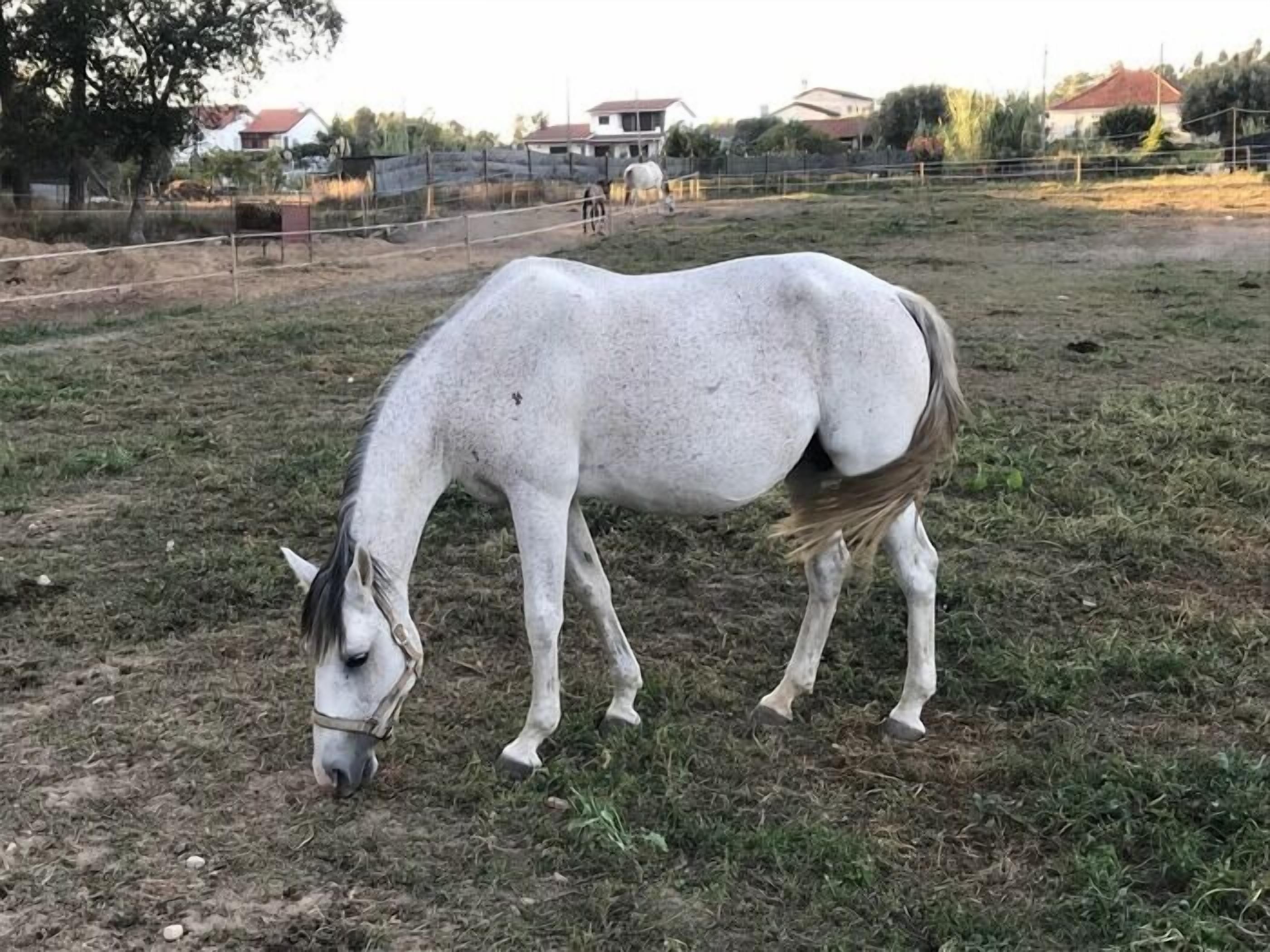 Coudelaria Residence