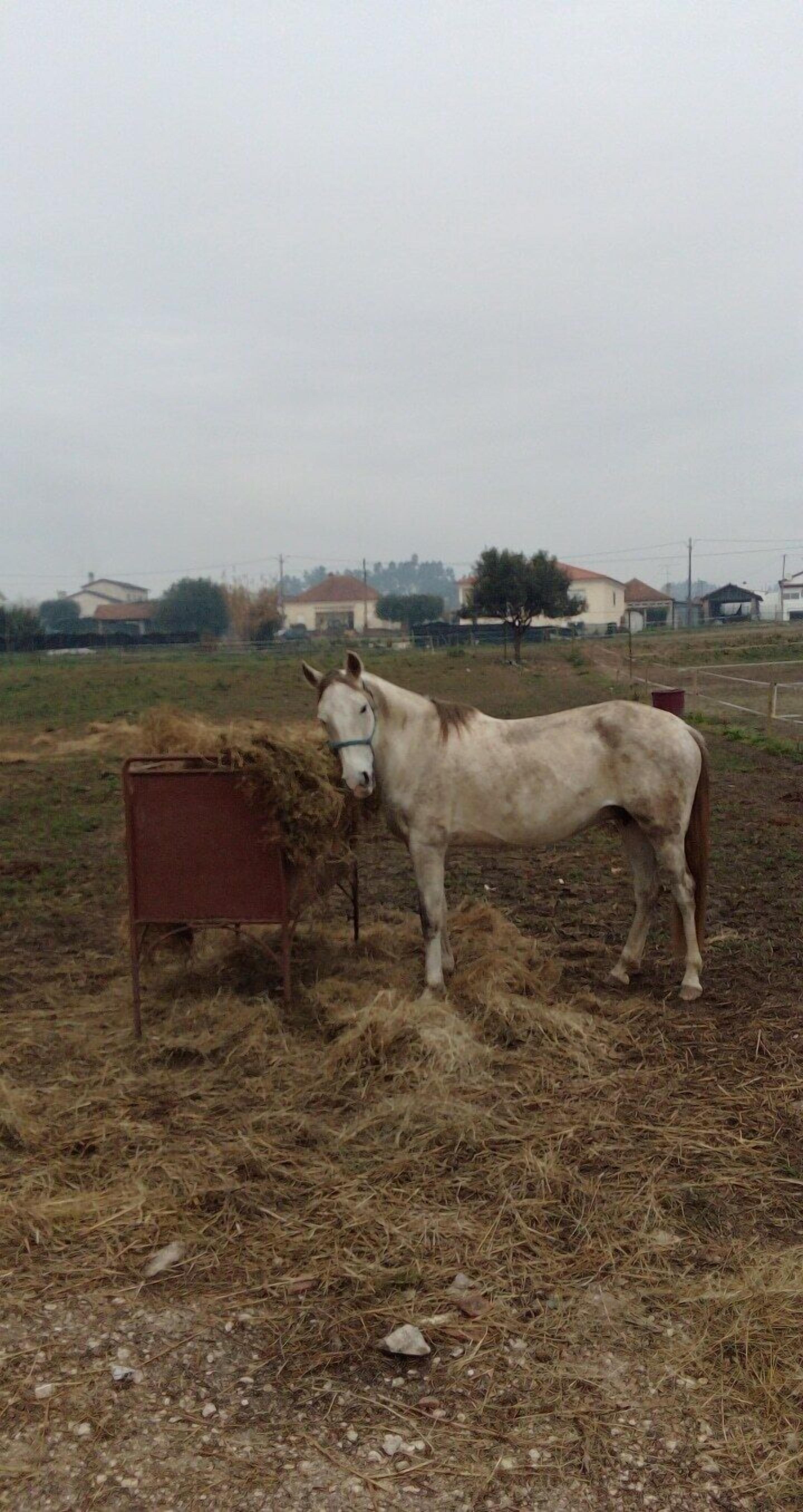 Coudelaria Residence