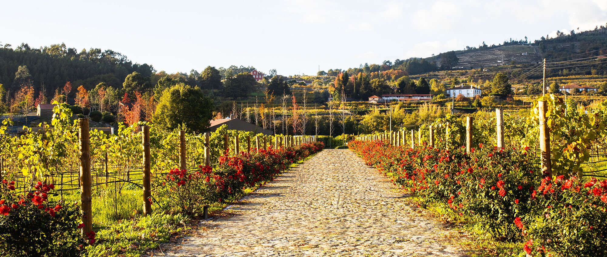 Lavandeira Douro Nature & Wellness