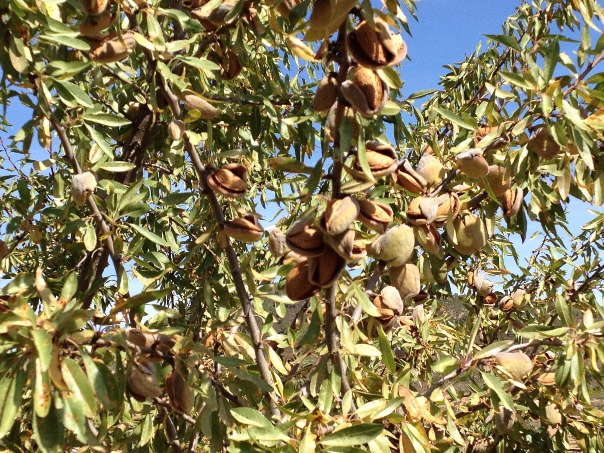 Quinta da Pereira e Enricas