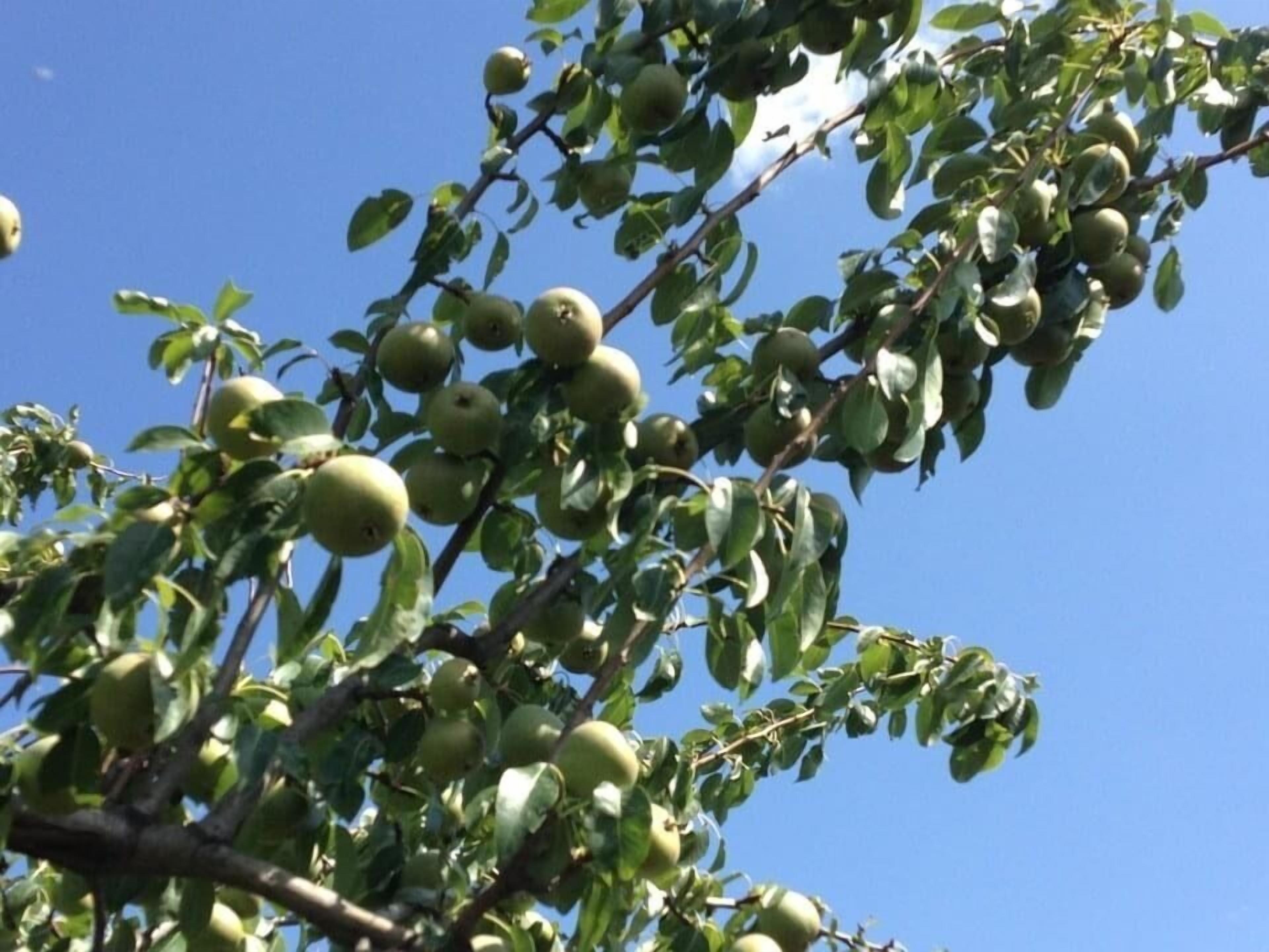 Quinta da Pereira e Enricas