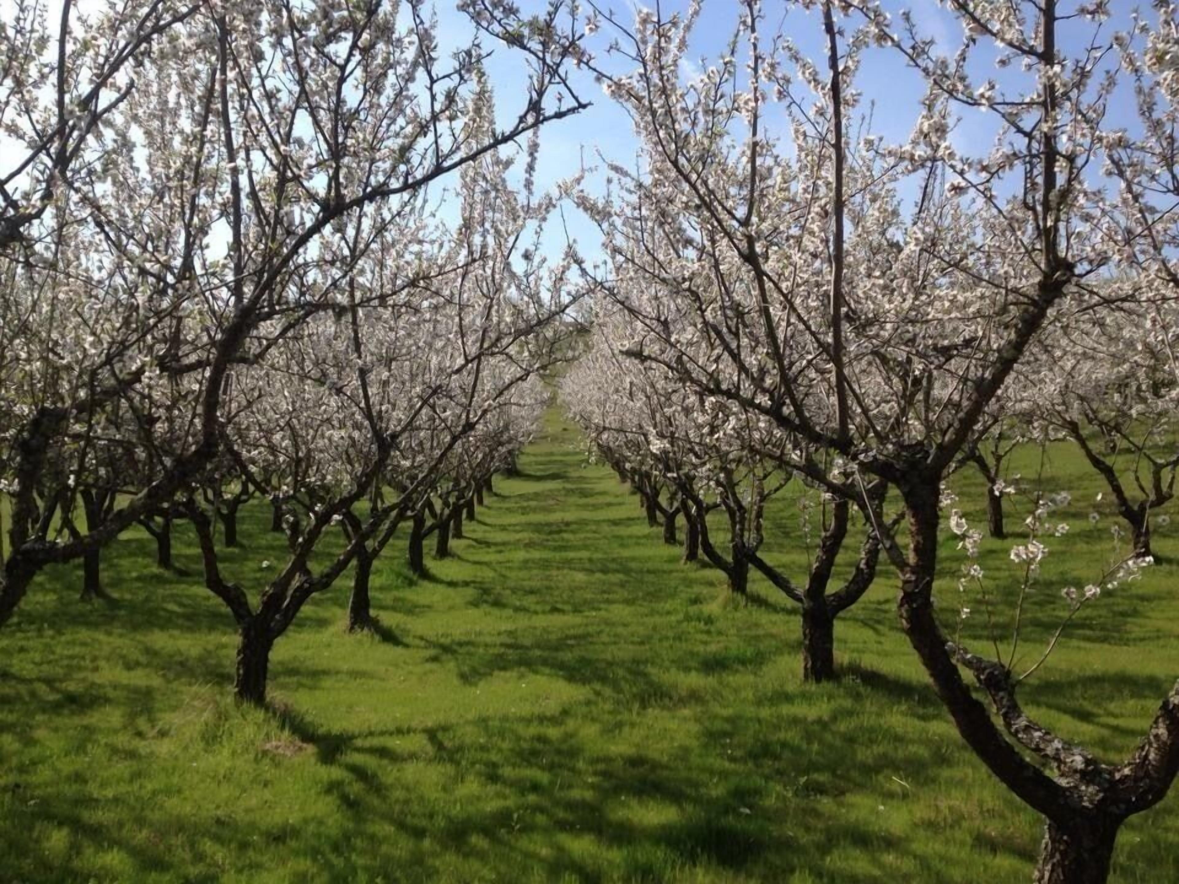 Quinta da Pereira e Enricas