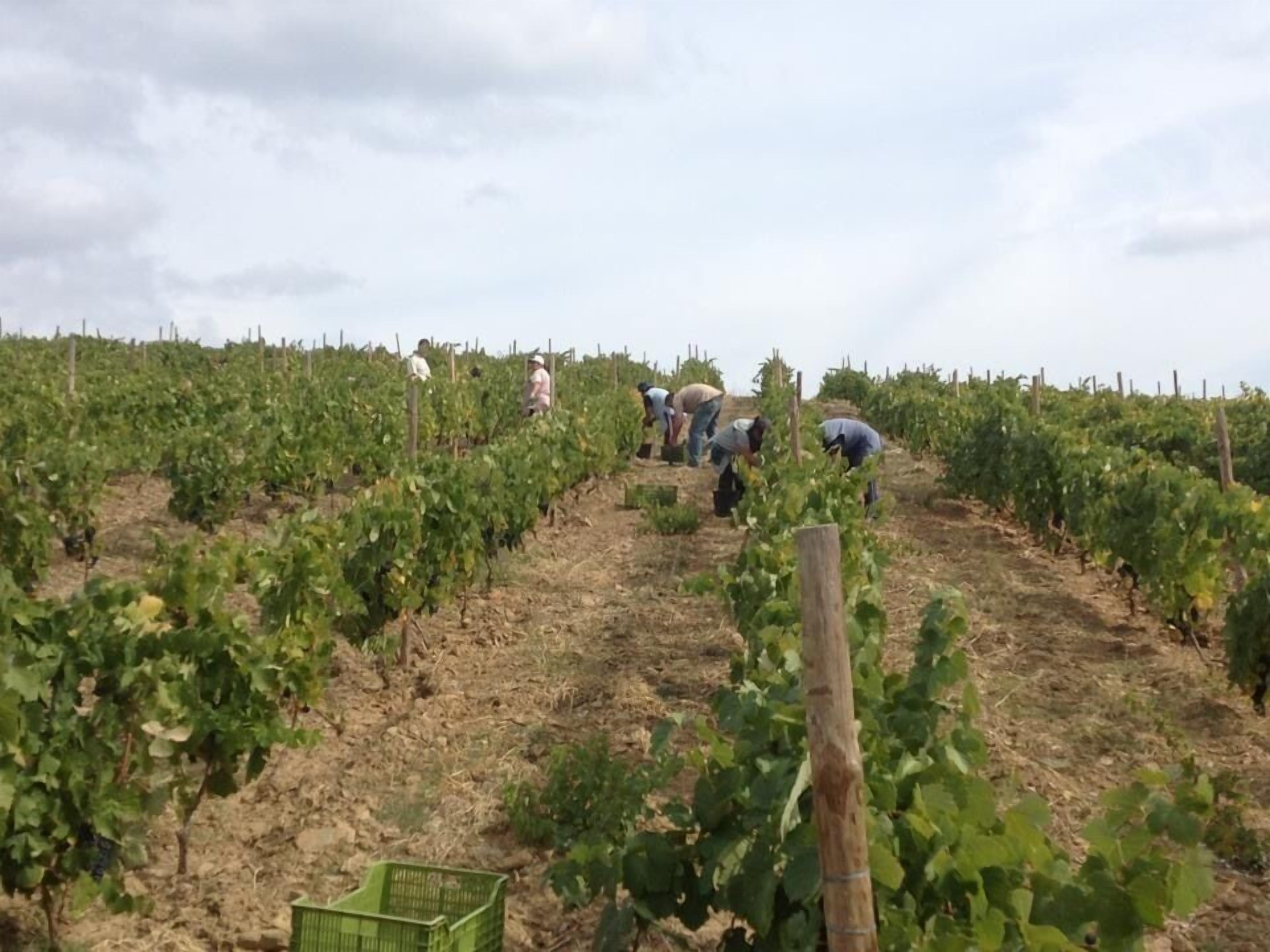 Quinta da Pereira e Enricas