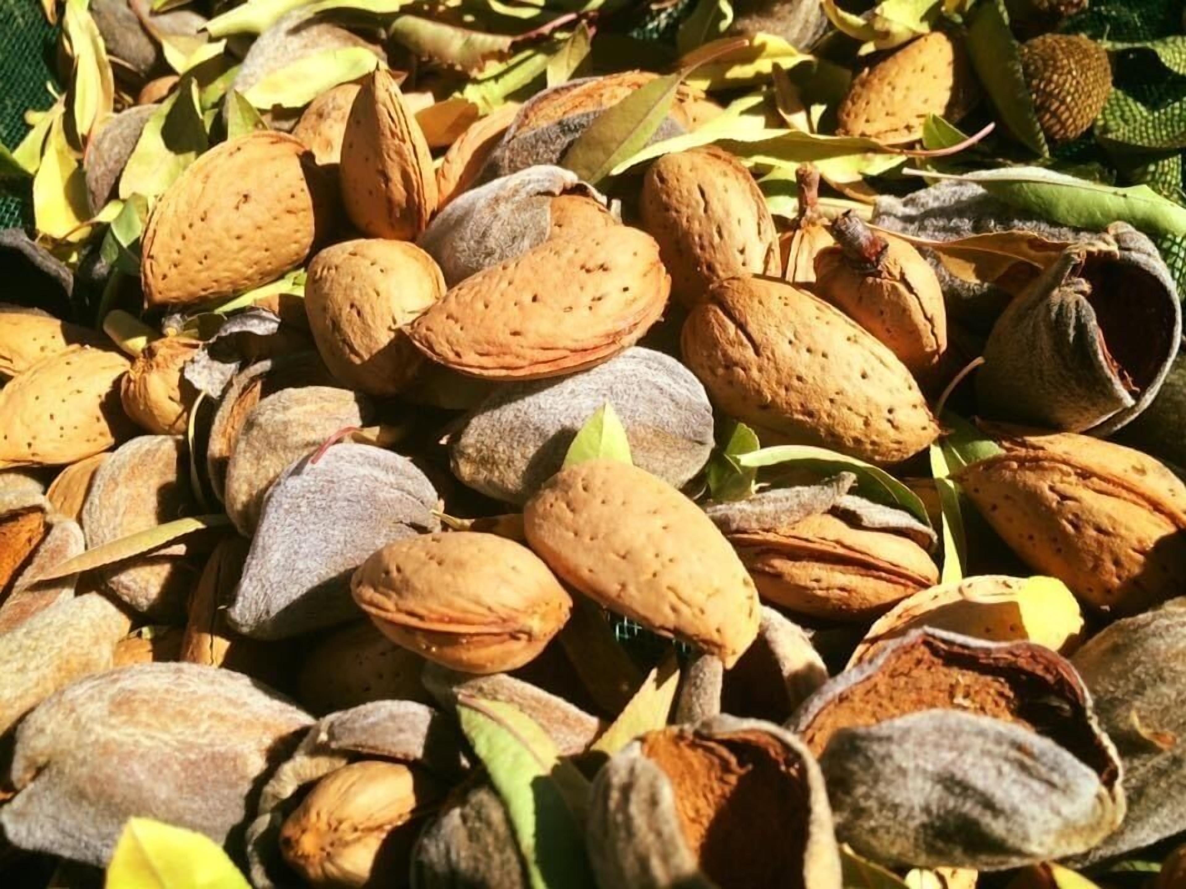 Quinta da Pereira e Enricas