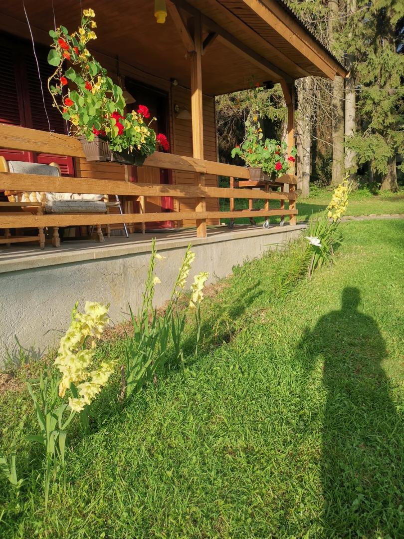 Cabana Fantanita Cu Brazi