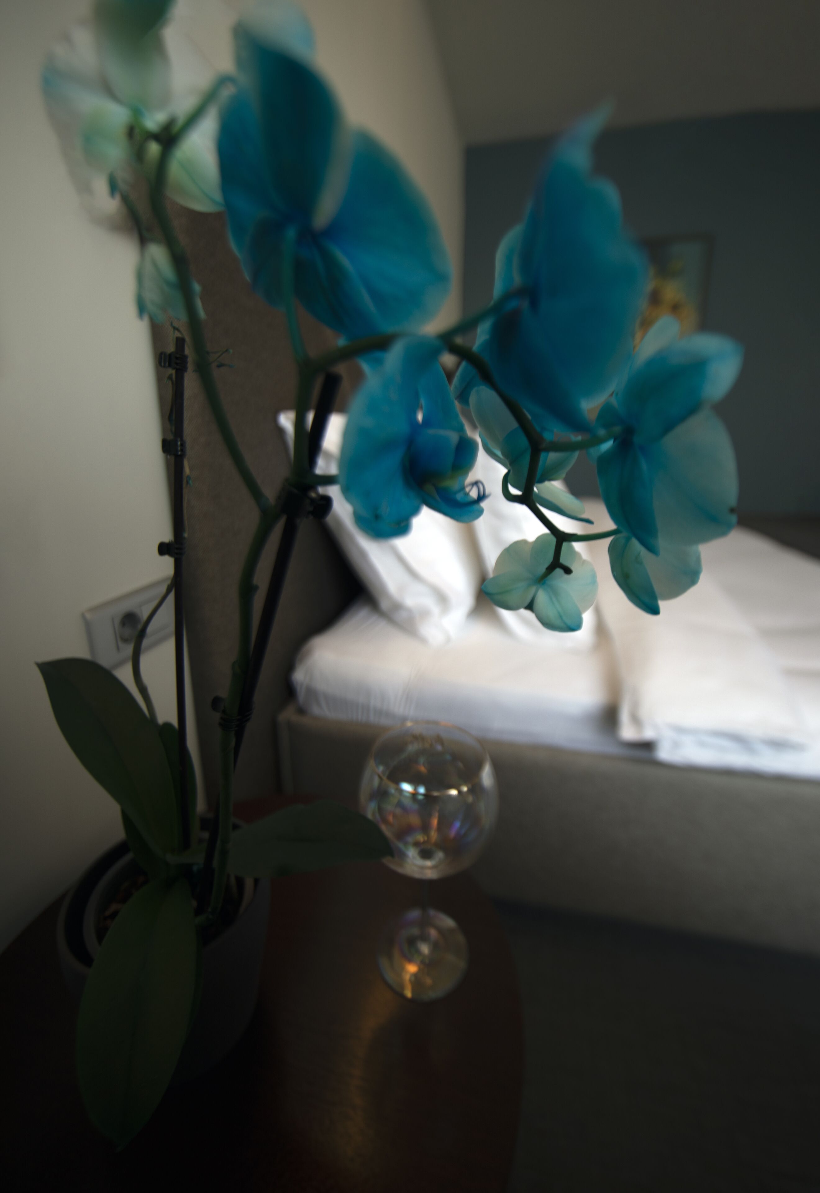 Hotel Botanica