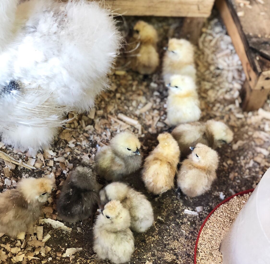 Serbian Folk Resort Rashaville