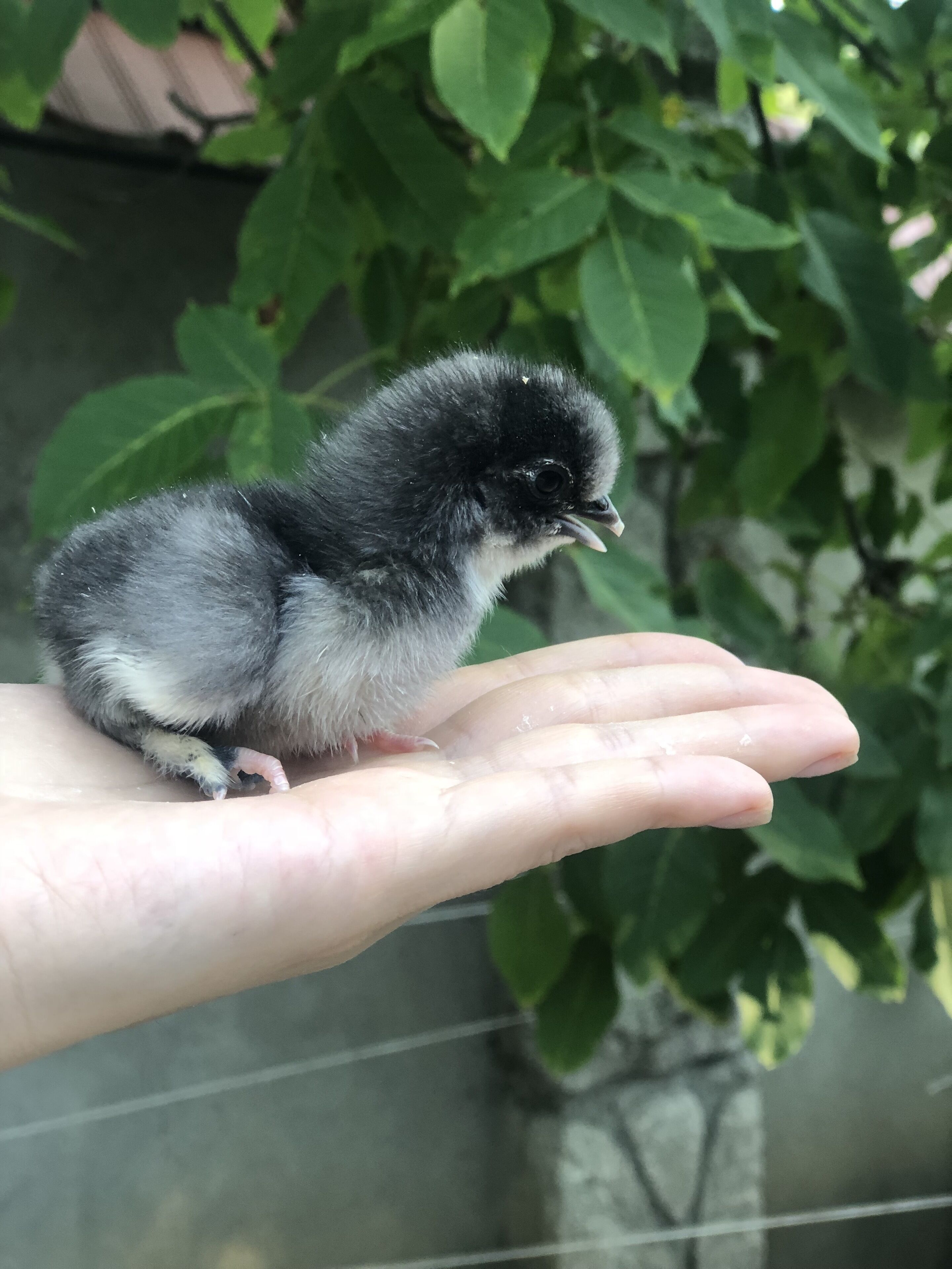 Serbian Folk Resort Rashaville