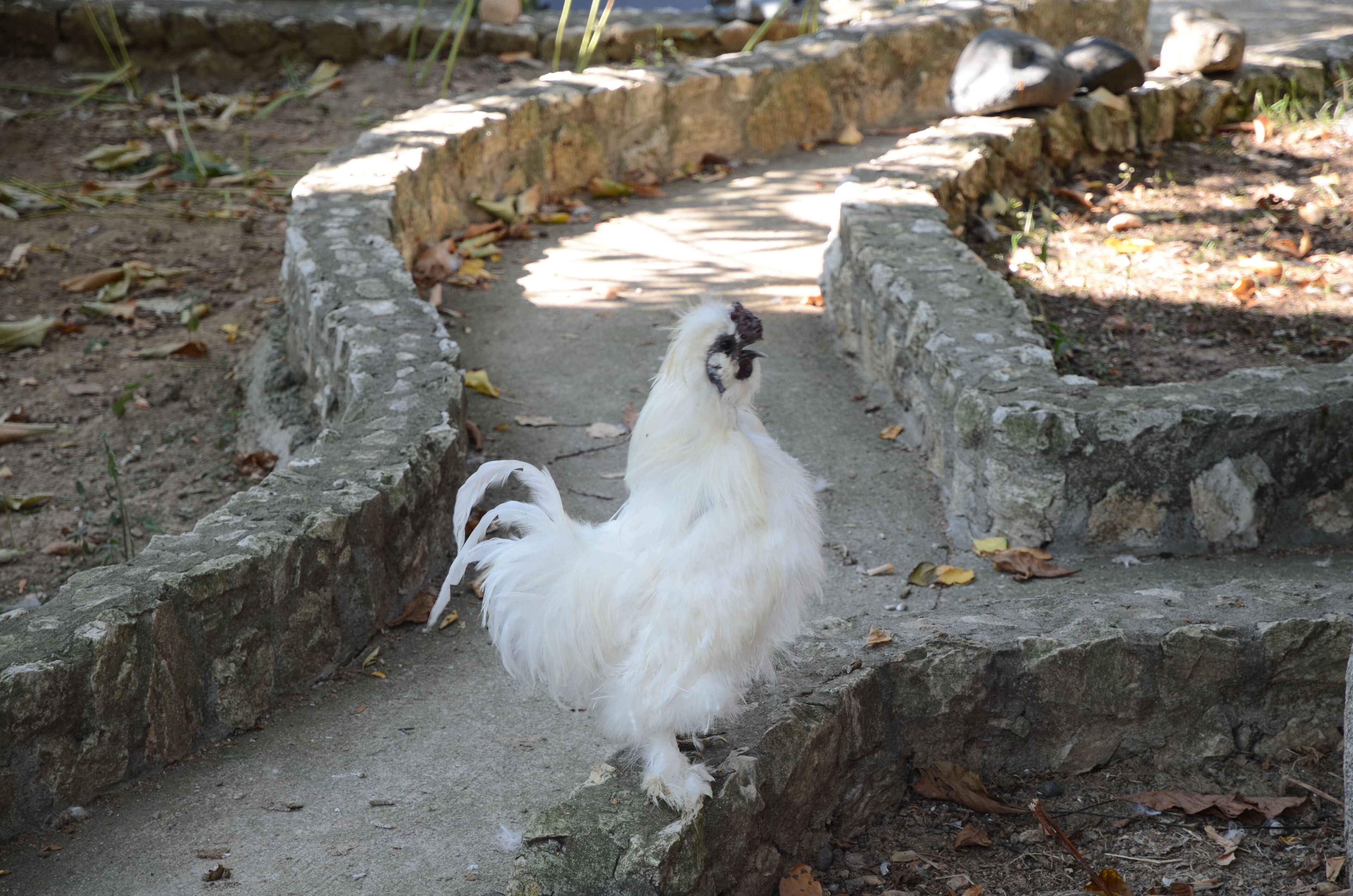 Serbian Folk Resort Rashaville