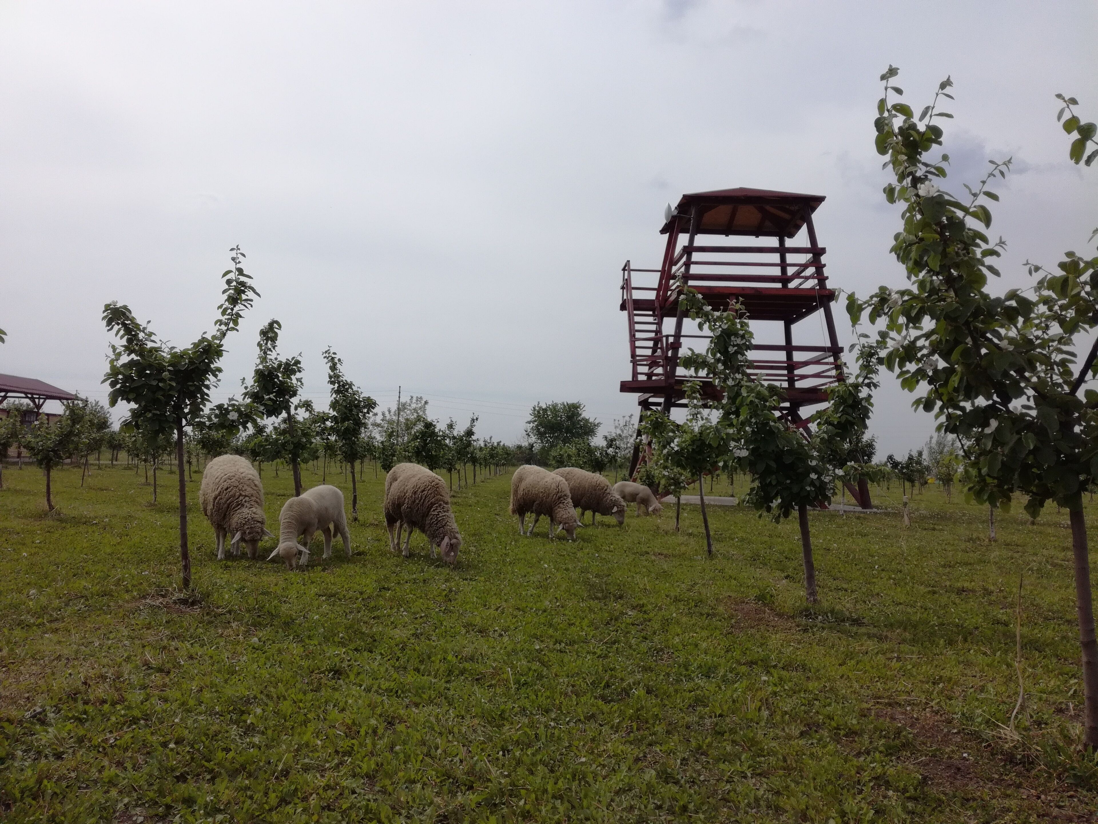 Salas Farma 47