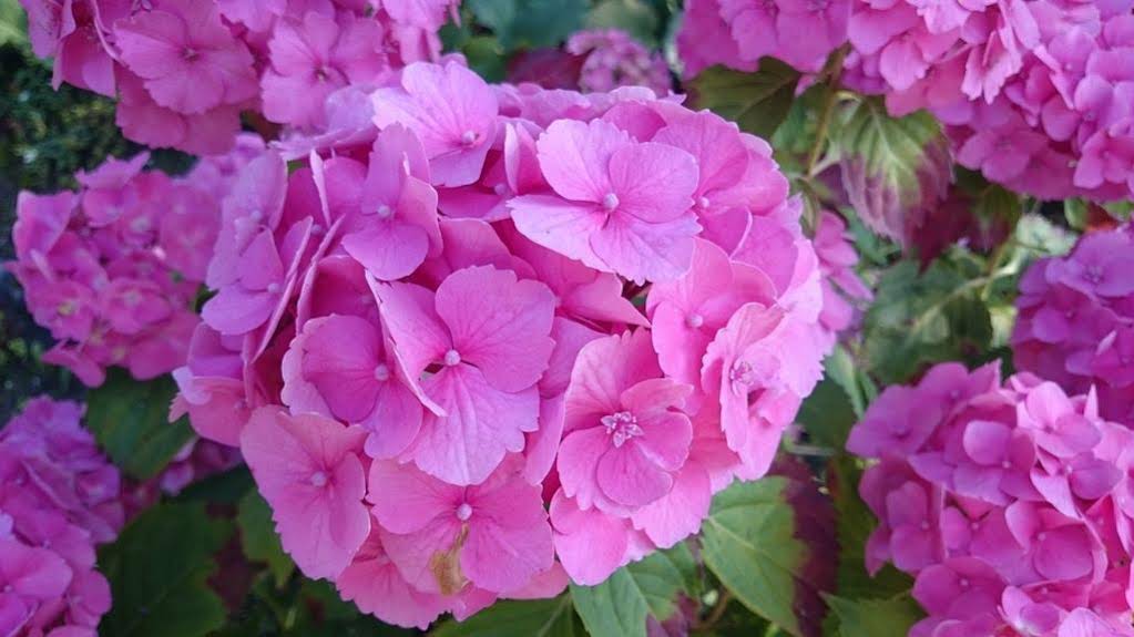 Guest House Na Kashtanovoj