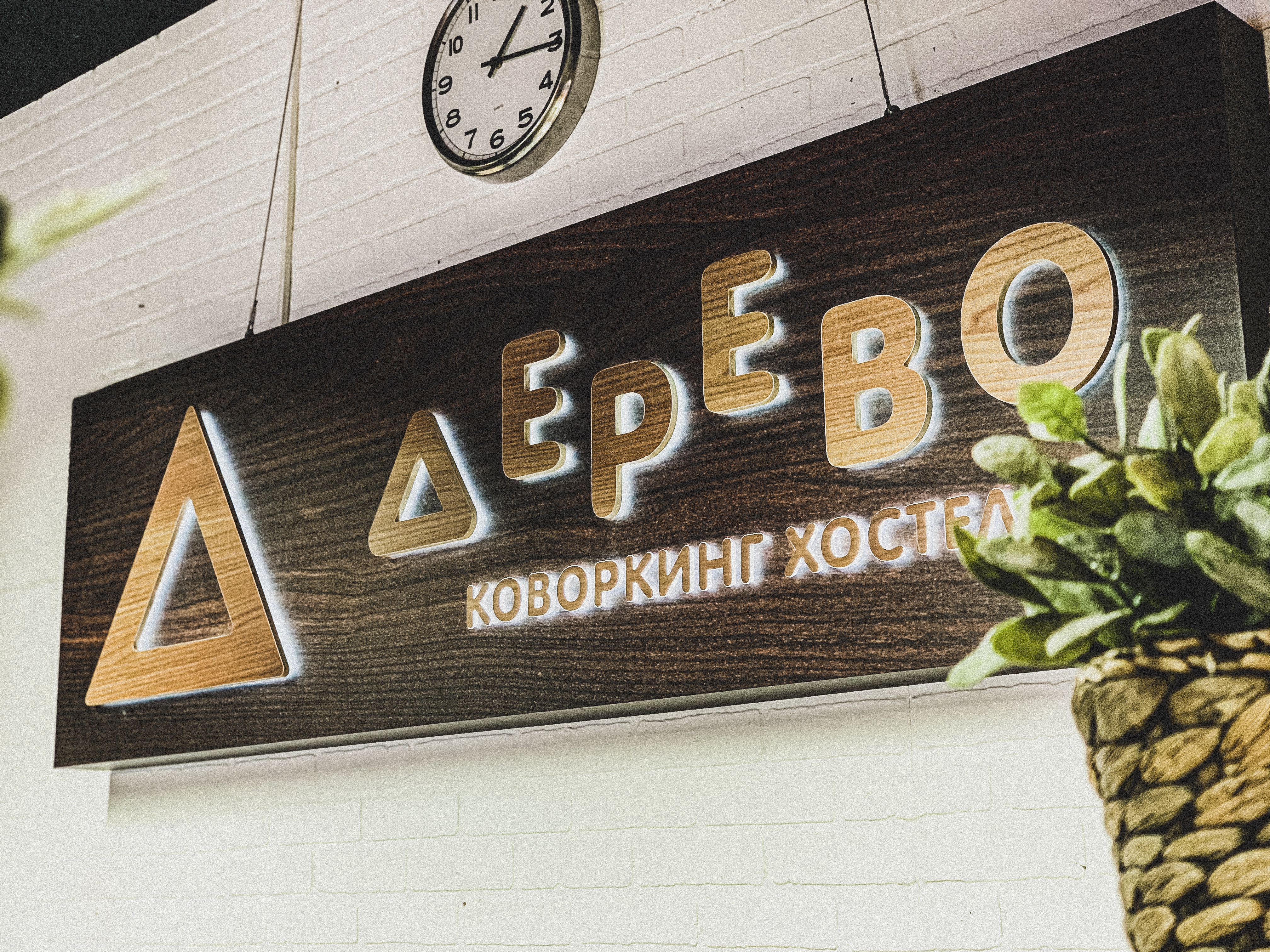 Derevo Coworking Hostel