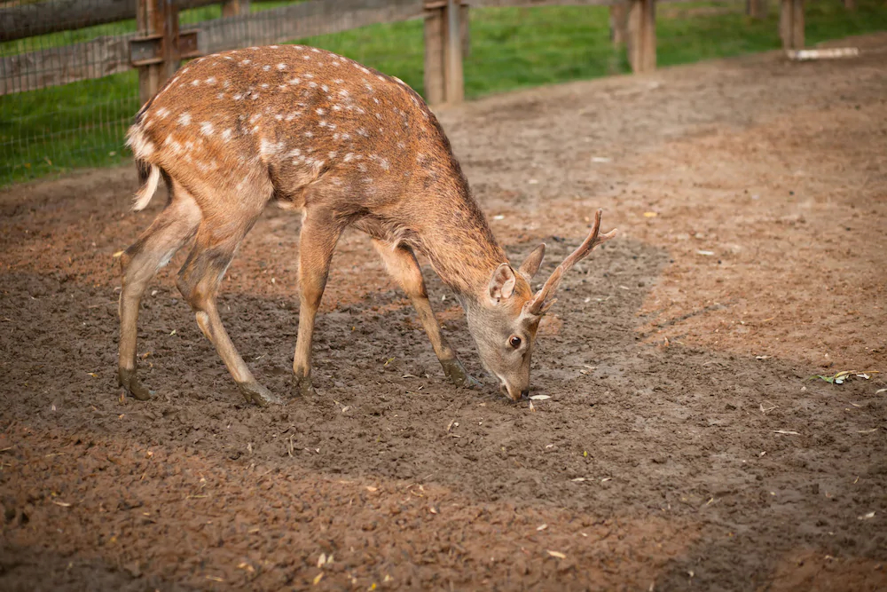 Country Resort Hotel