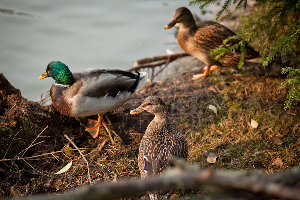 Country Resort Hotel