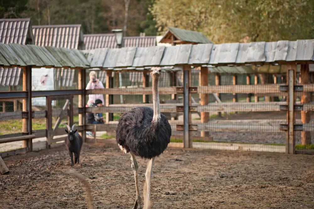 Country Resort Hotel