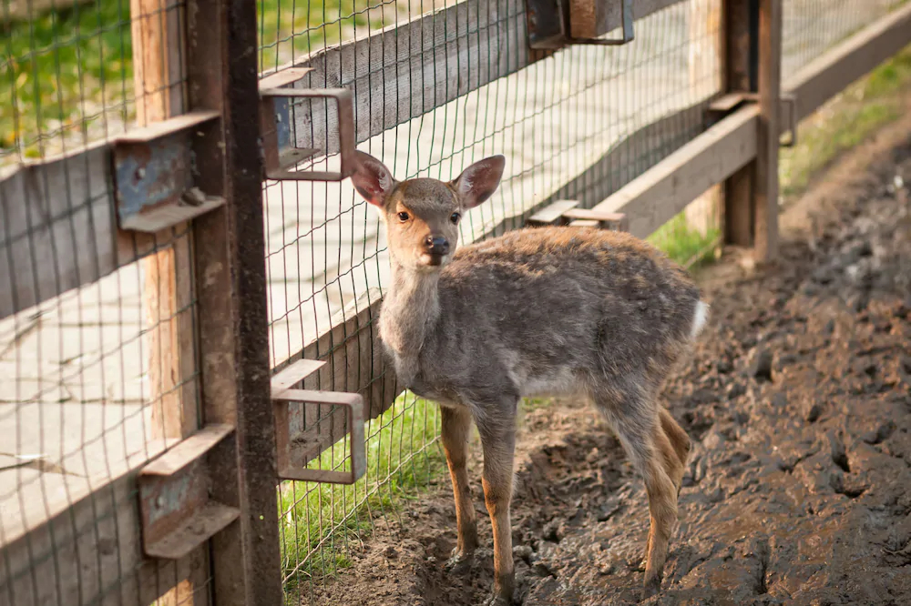 Country Resort Hotel