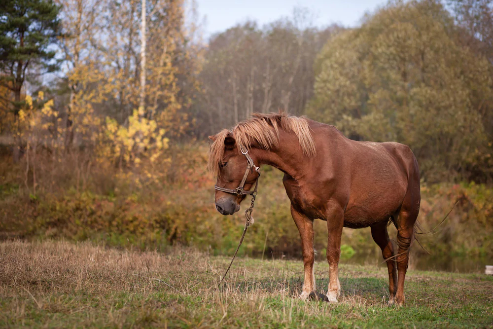 Country Resort Hotel