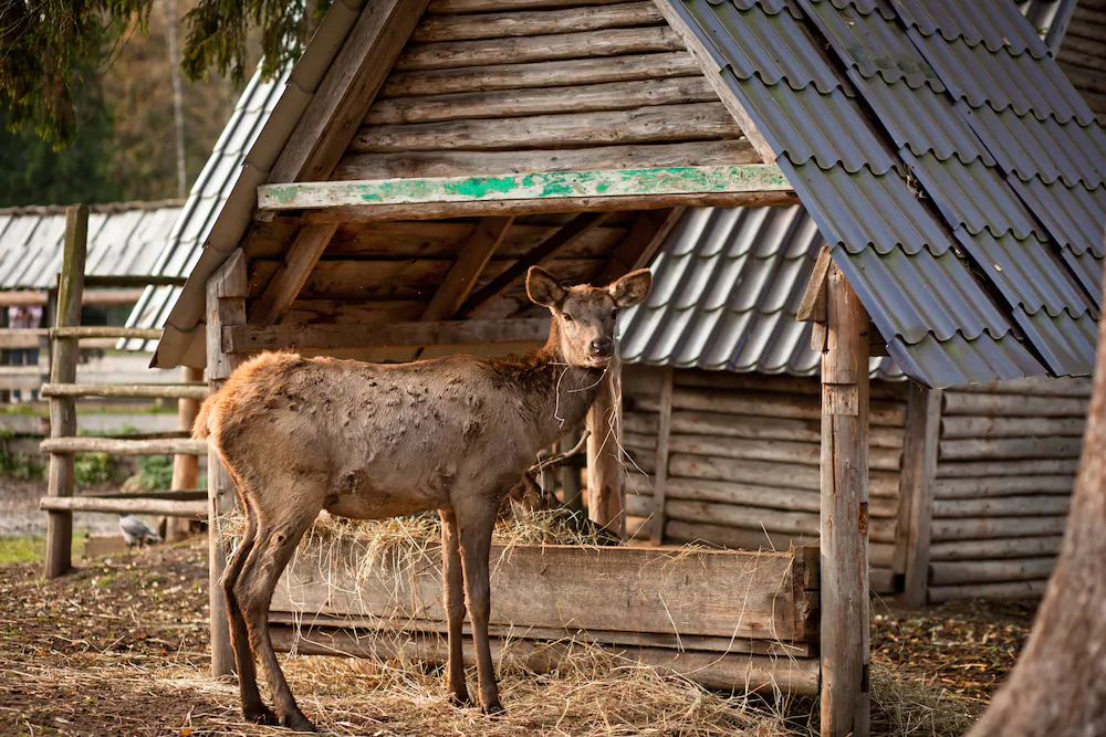 Country Resort Hotel