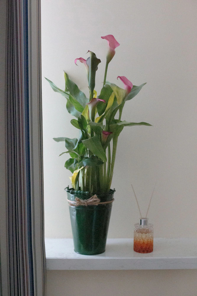 Agent Flat Apartment