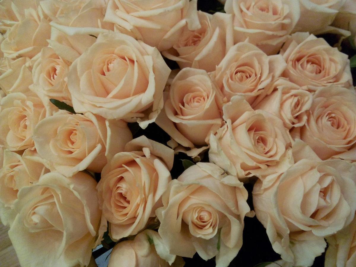 Roses