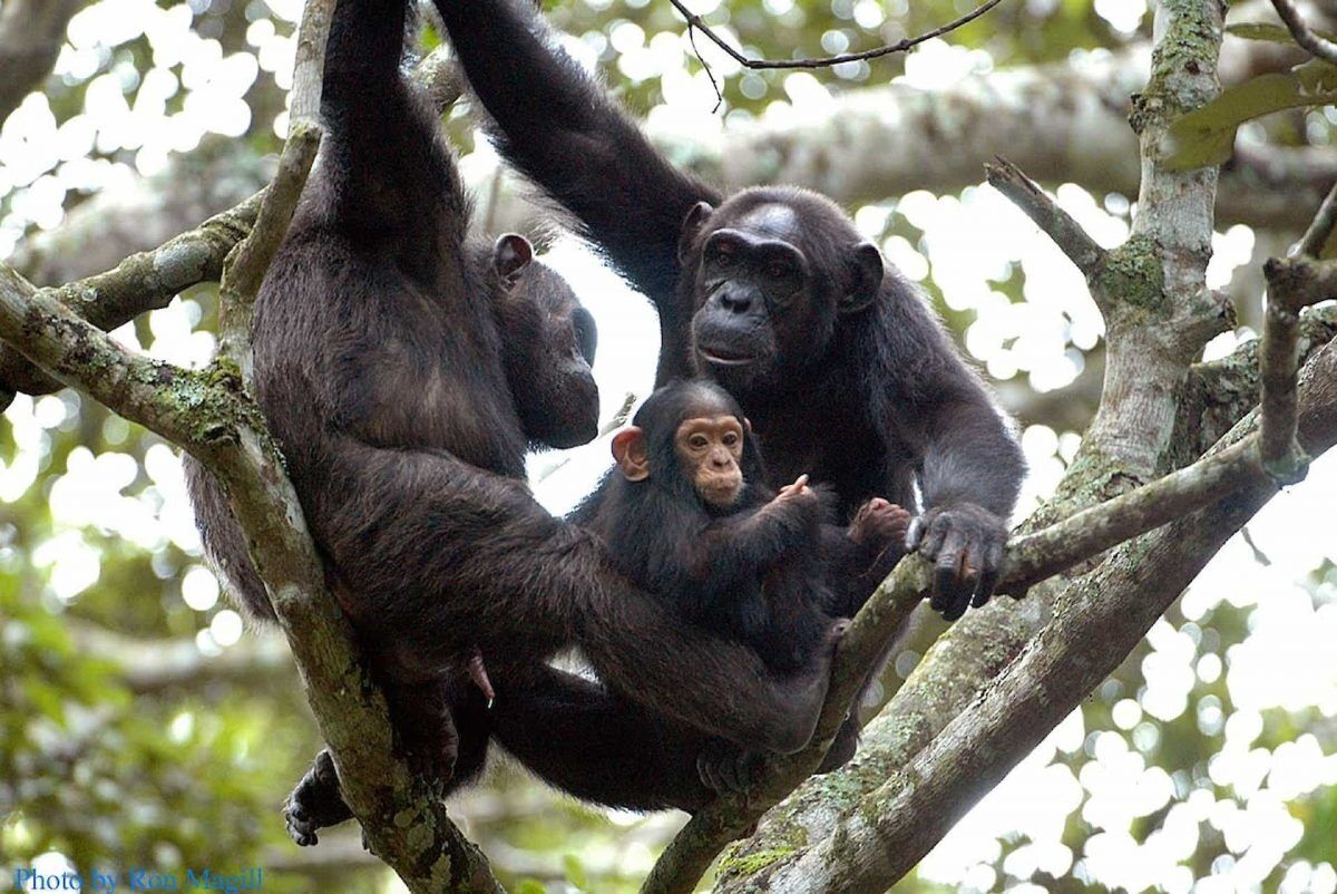 Chimpanzee Lodge