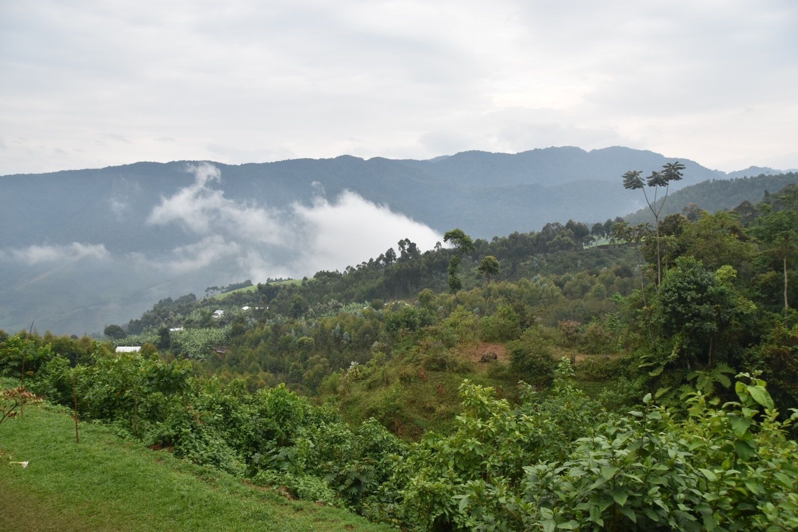 Chimpanzee Lodge