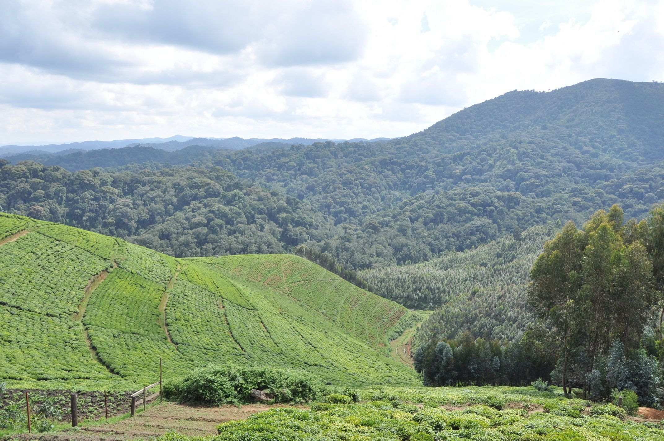 Nyungwe Nziza Ecolodge