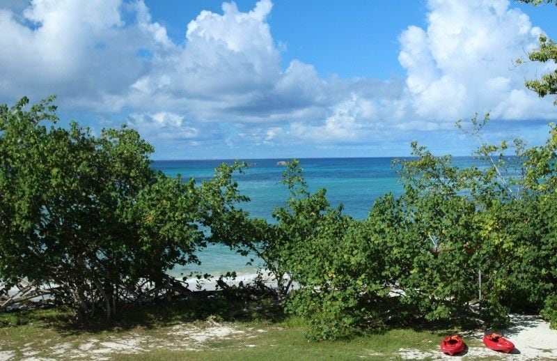 Heliconia Grove