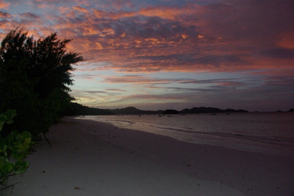 Heliconia Grove