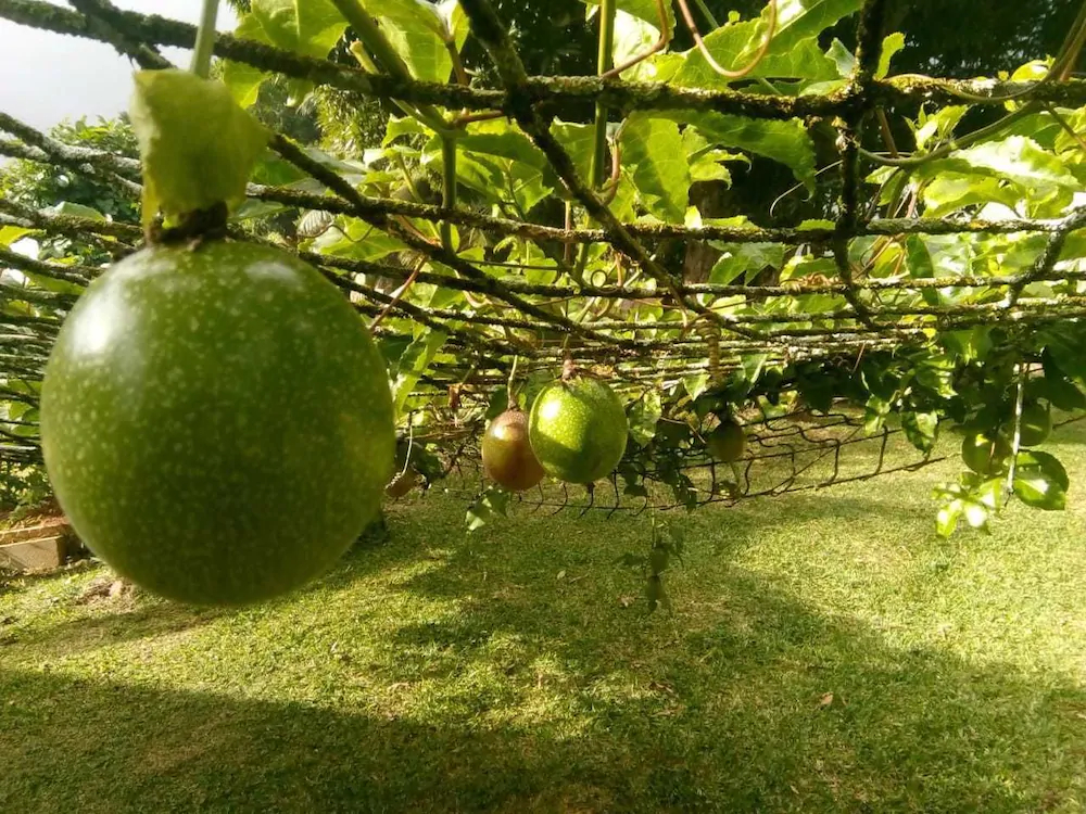 The Orchard Self-Catering Villa