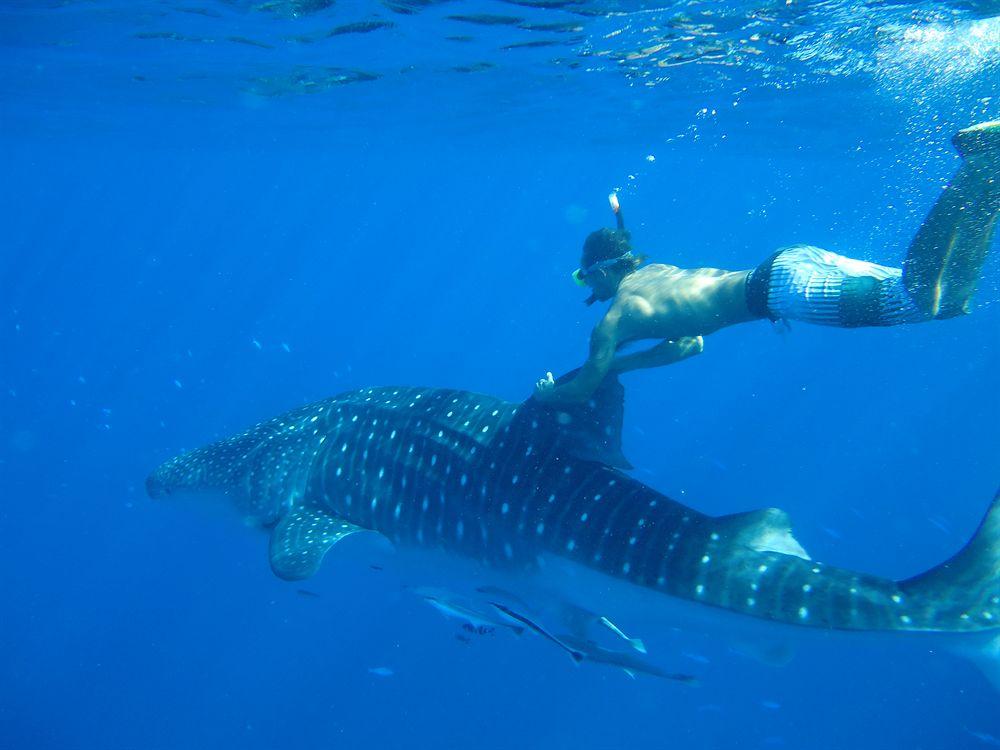 Ocean Jewels